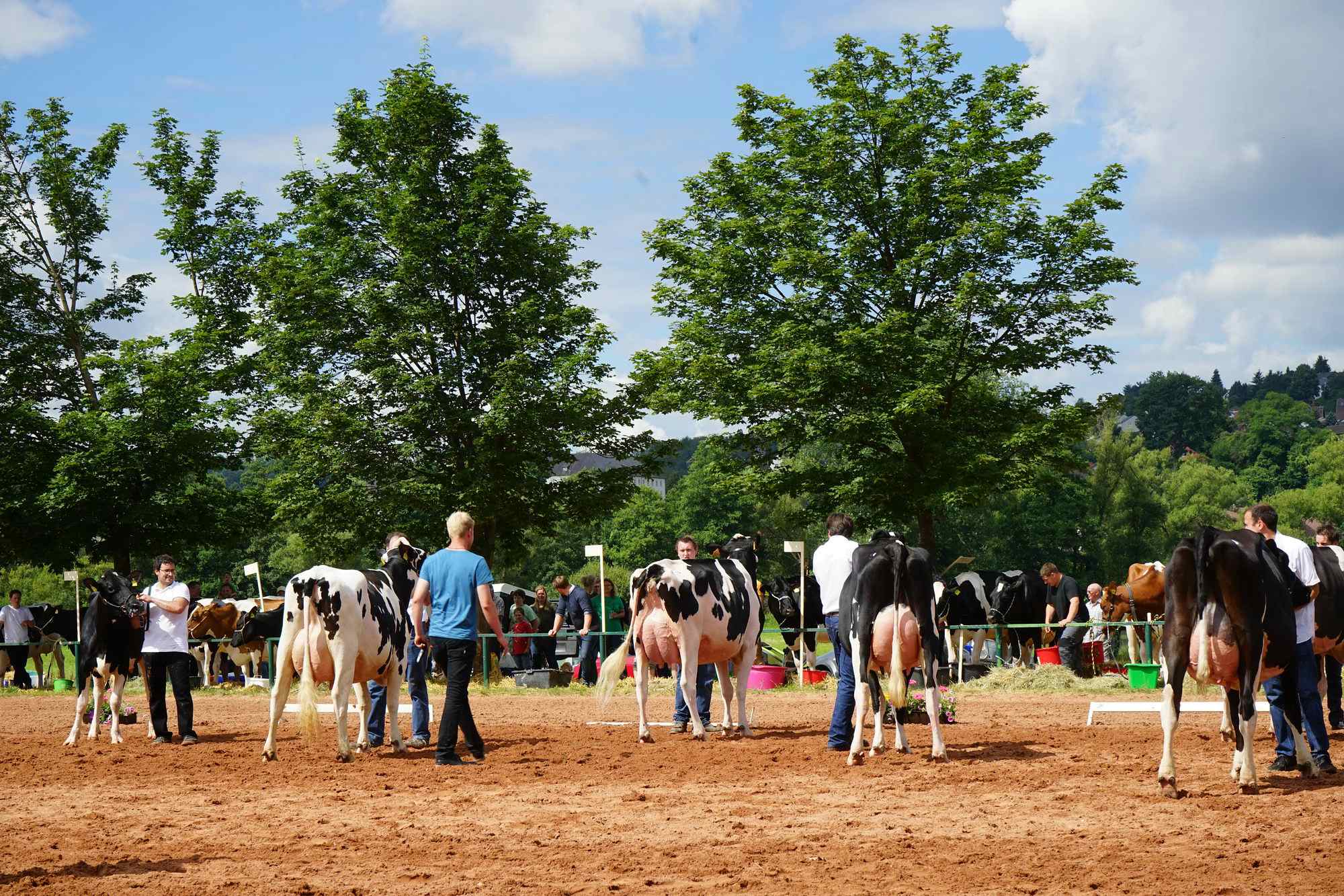 2016 07 17 webenheim kuehe 077