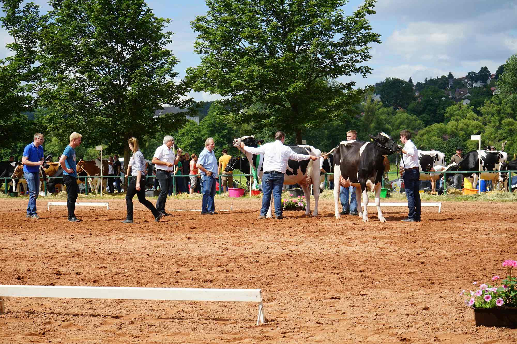 2016 07 17 webenheim kuehe 078