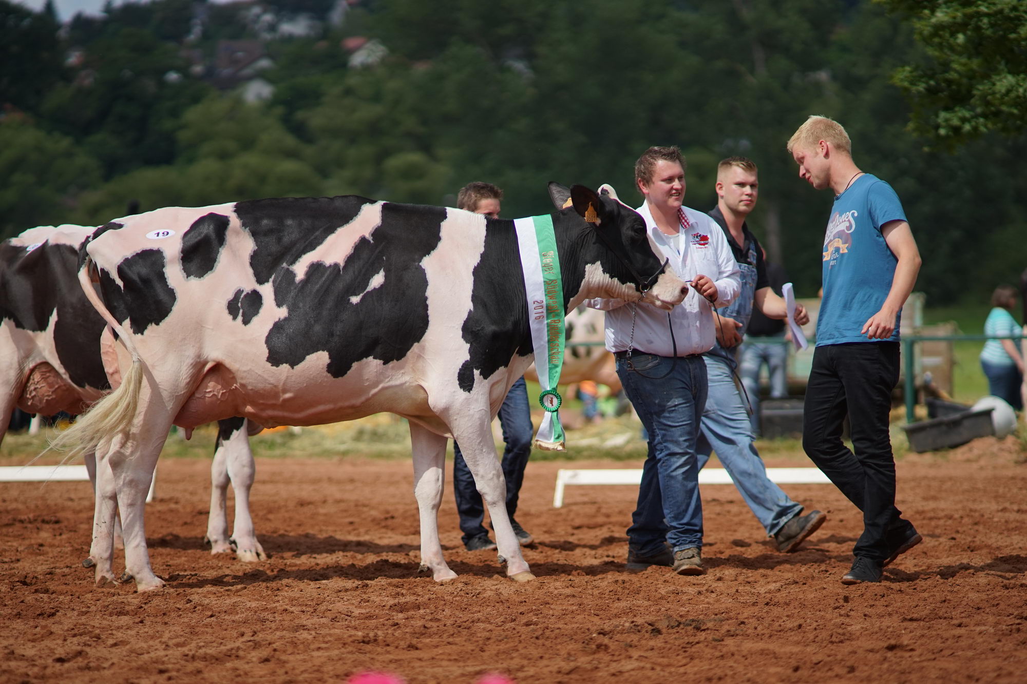 2016 07 17 webenheim kuehe 079