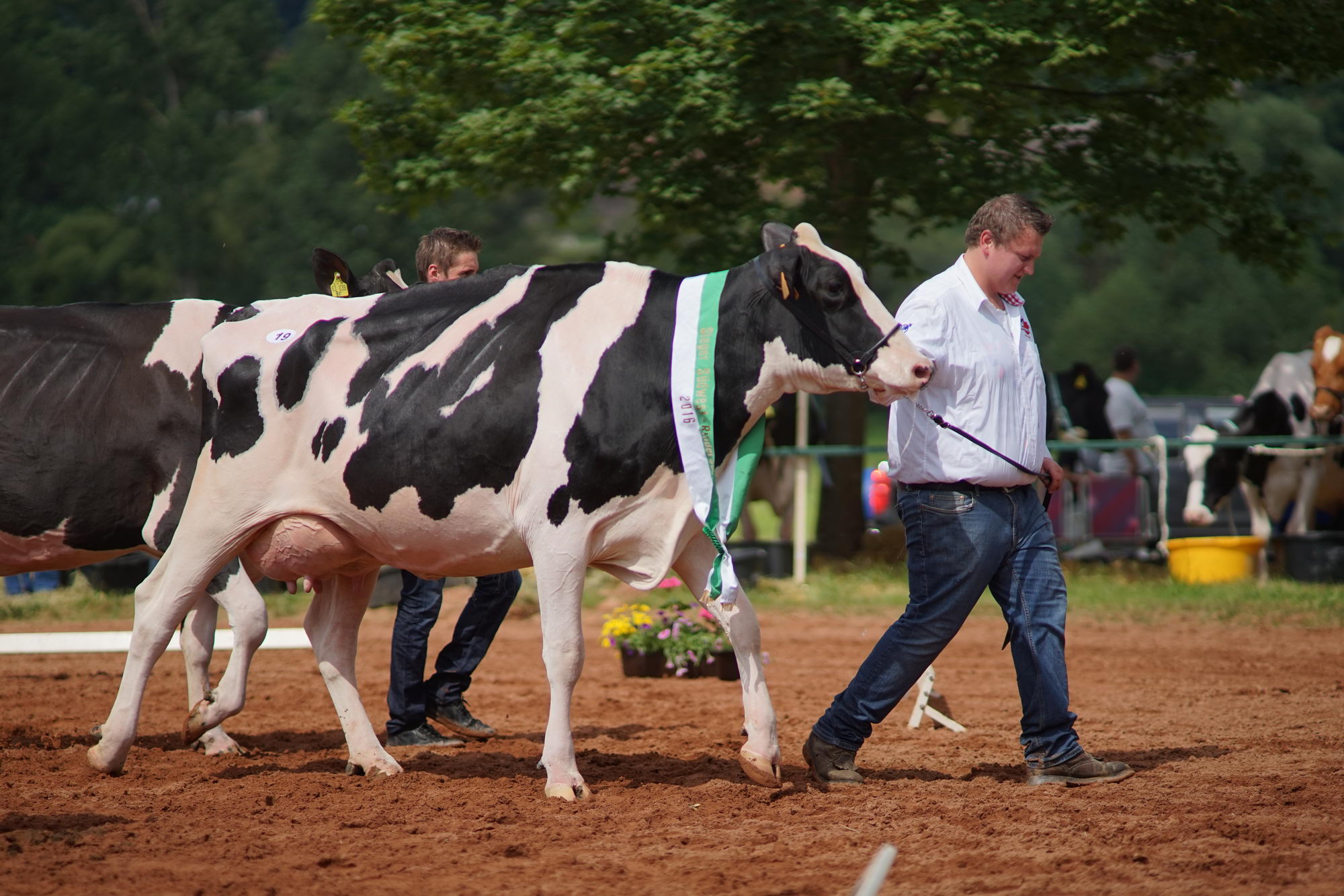 2016 07 17 webenheim kuehe 080