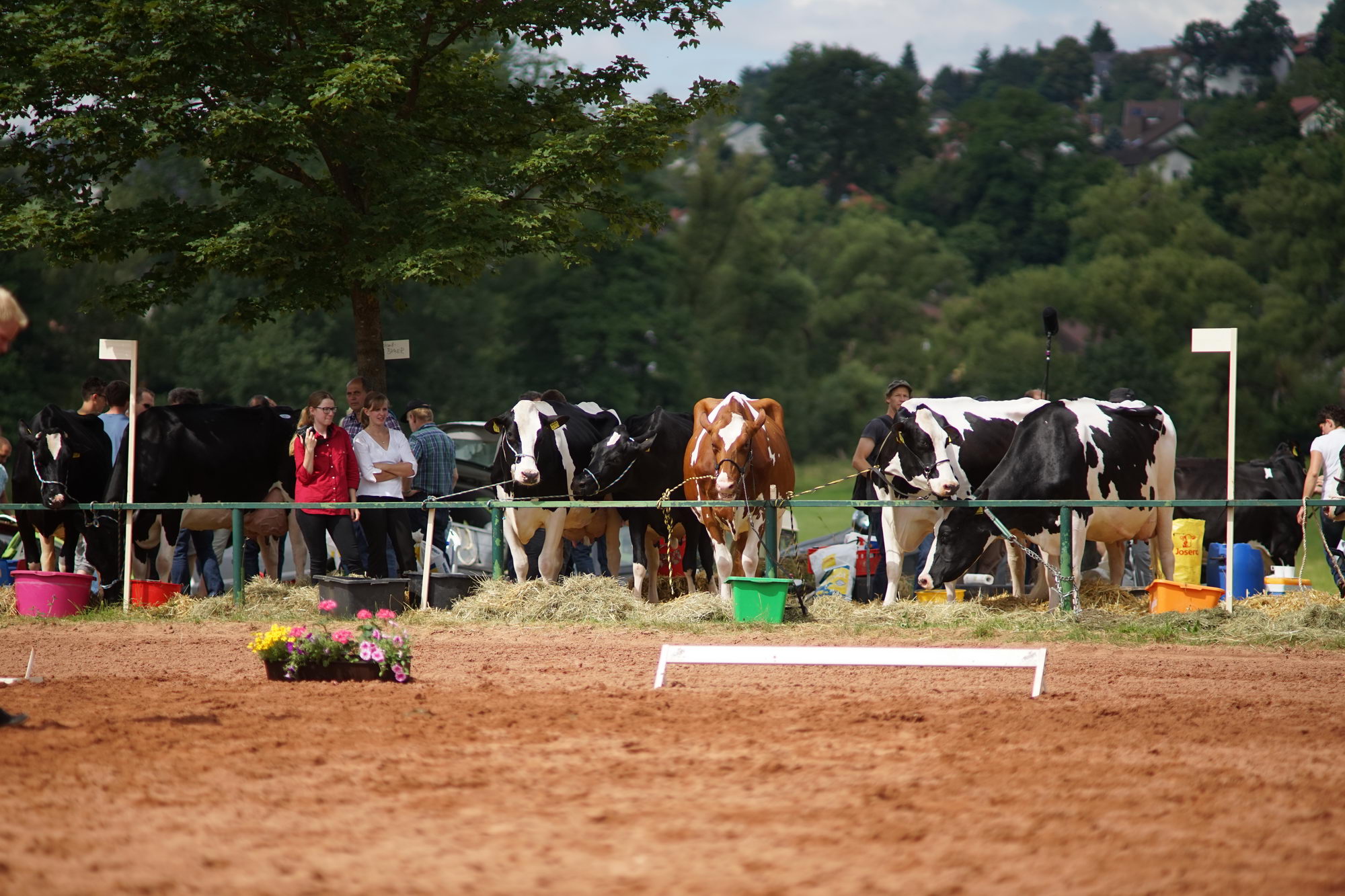 2016 07 17 webenheim kuehe 081