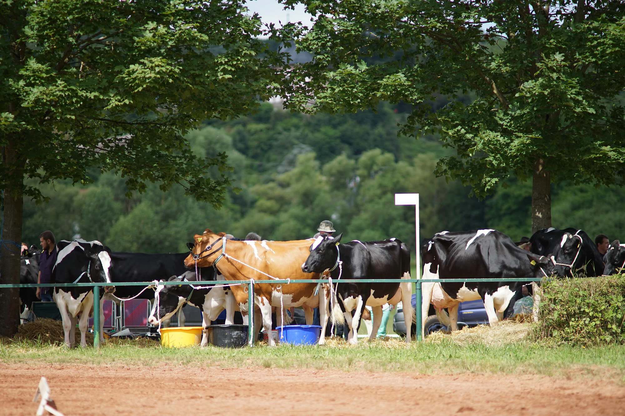 2016 07 17 webenheim kuehe 082