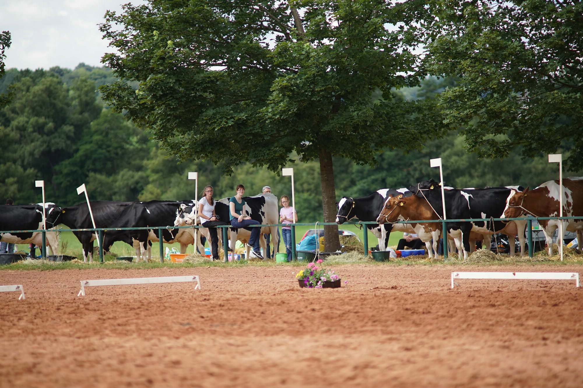 2016 07 17 webenheim kuehe 083