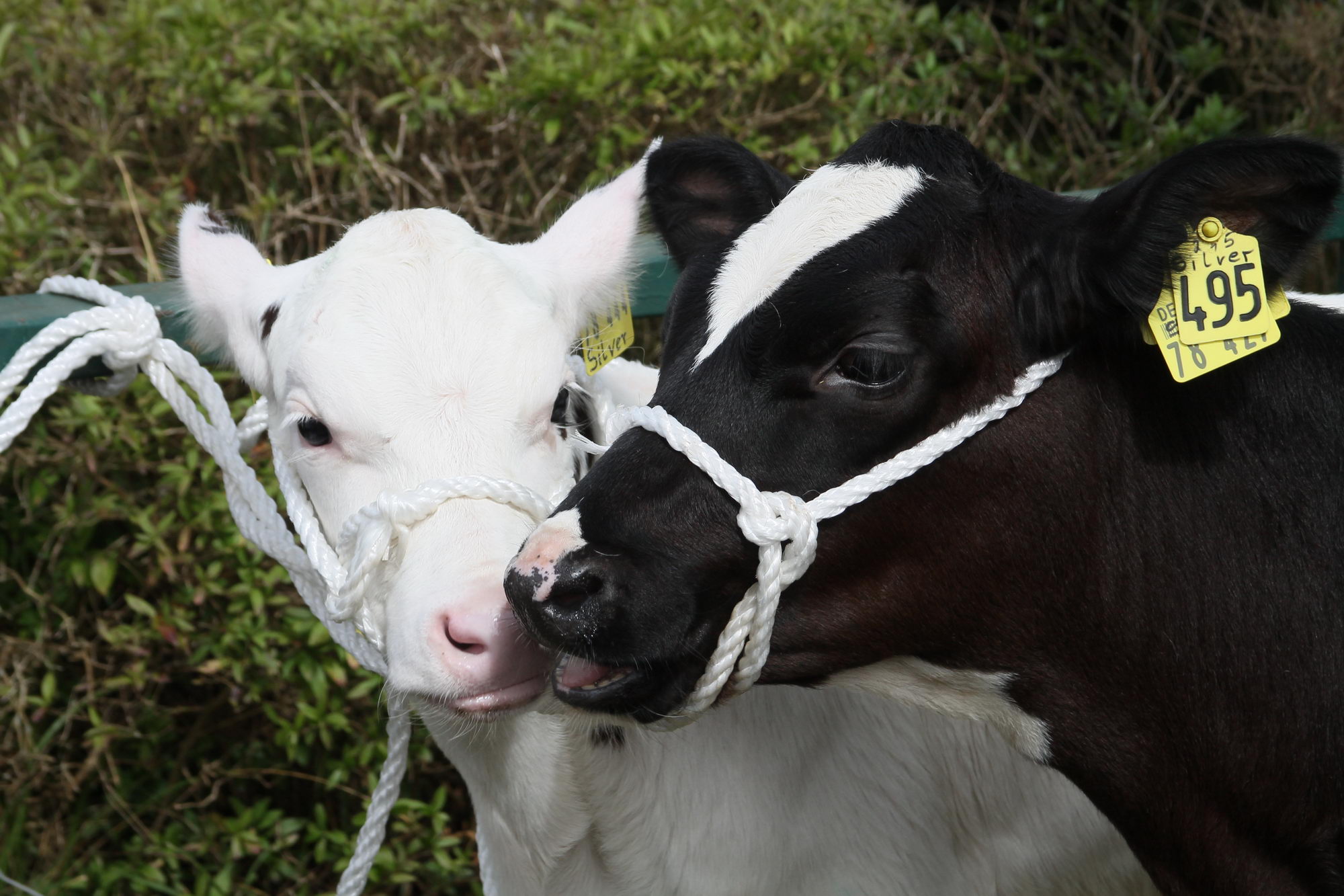 2016 07 17 webenheim kuehe 084