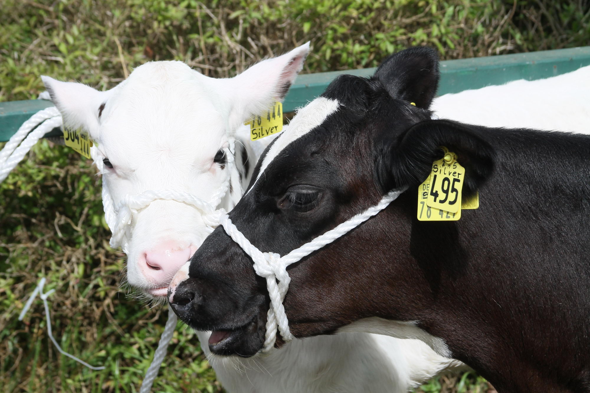 2016 07 17 webenheim kuehe 085