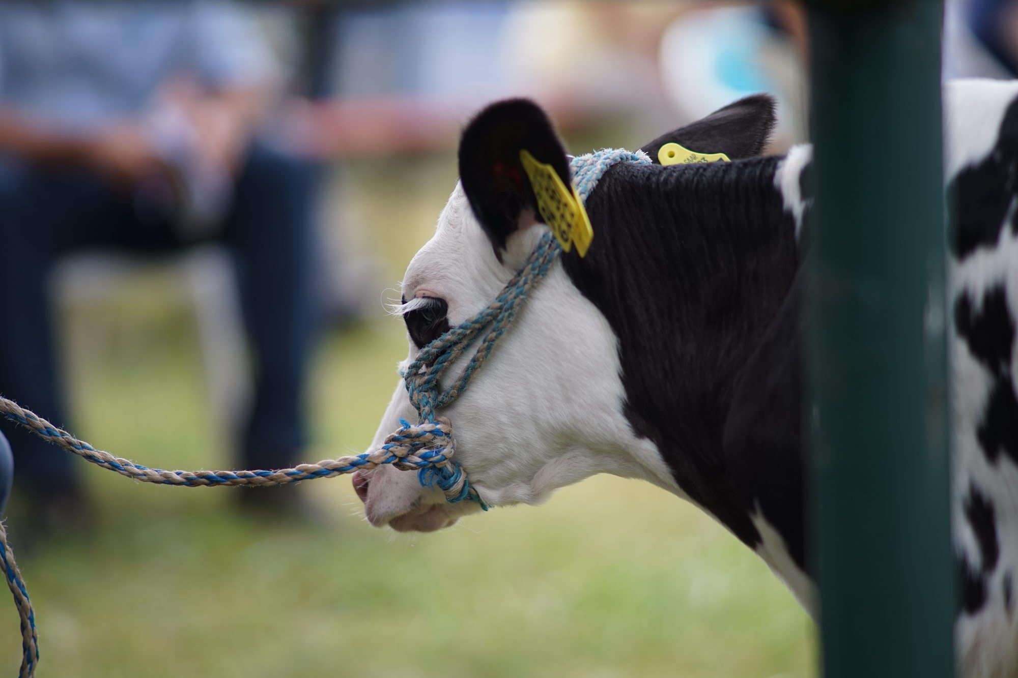 2016 07 17 webenheim kuehe 086