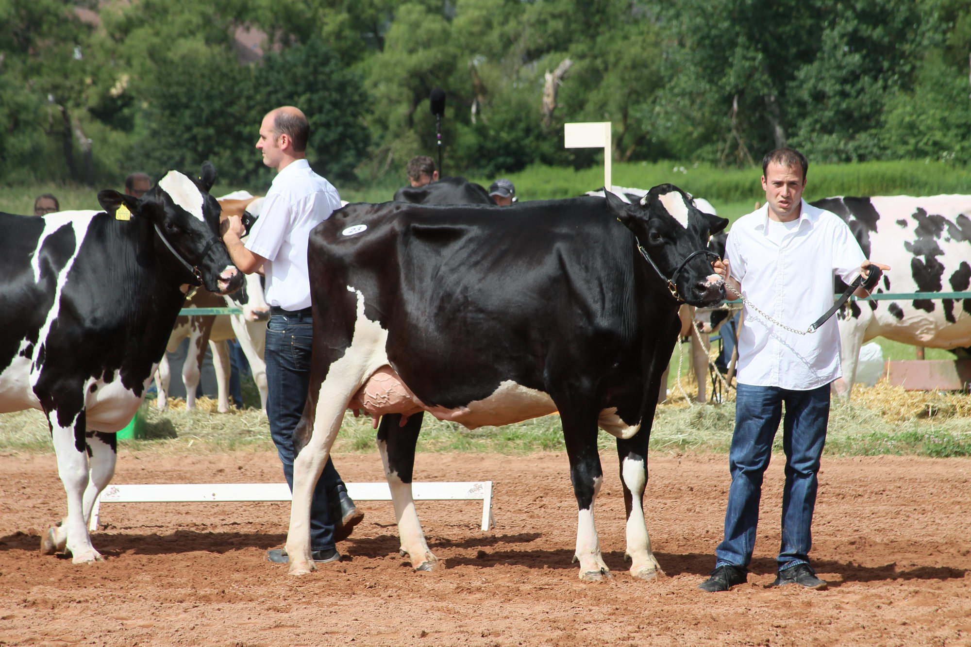2016 07 17 webenheim kuehe 087