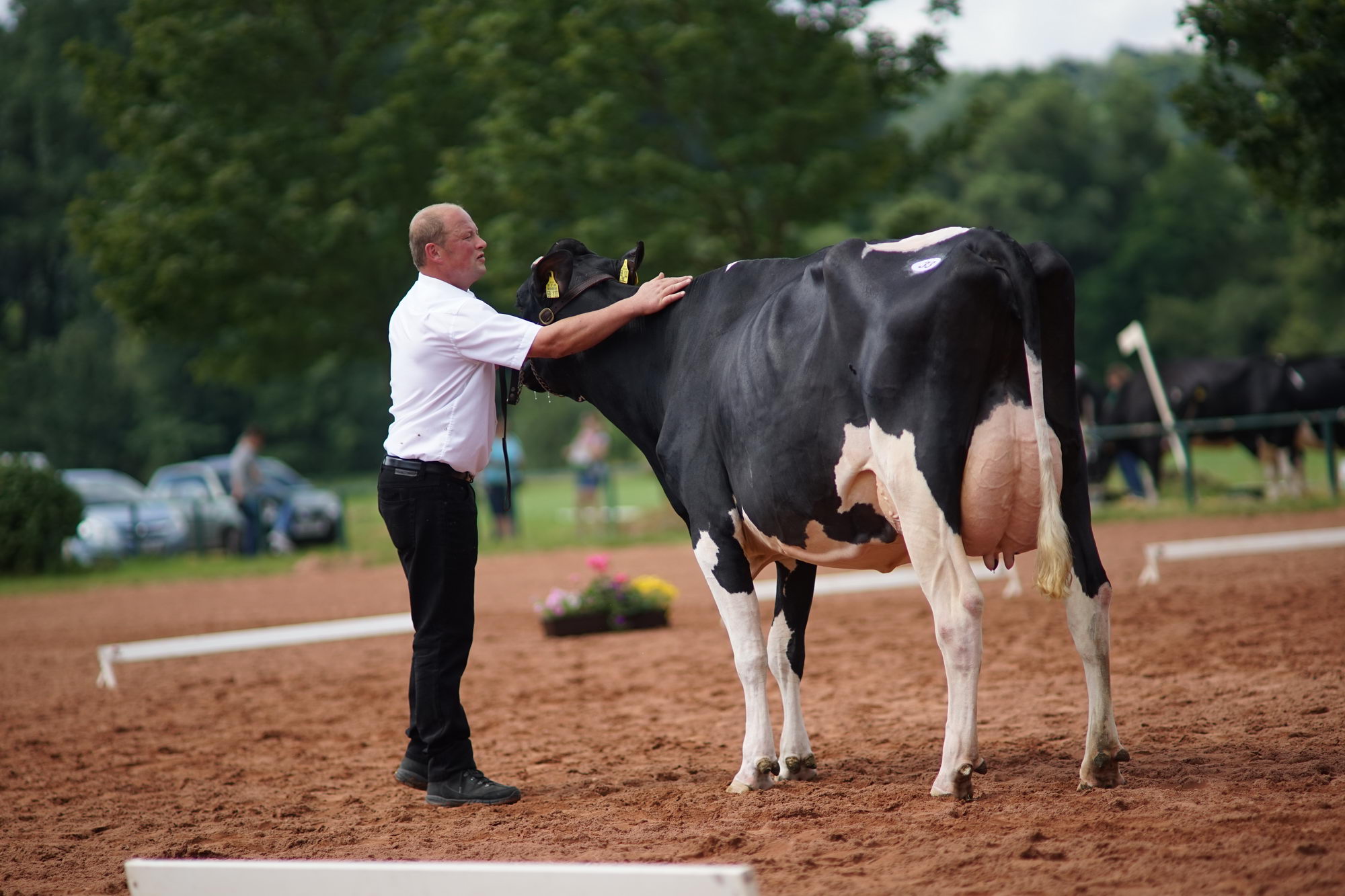2016 07 17 webenheim kuehe 088