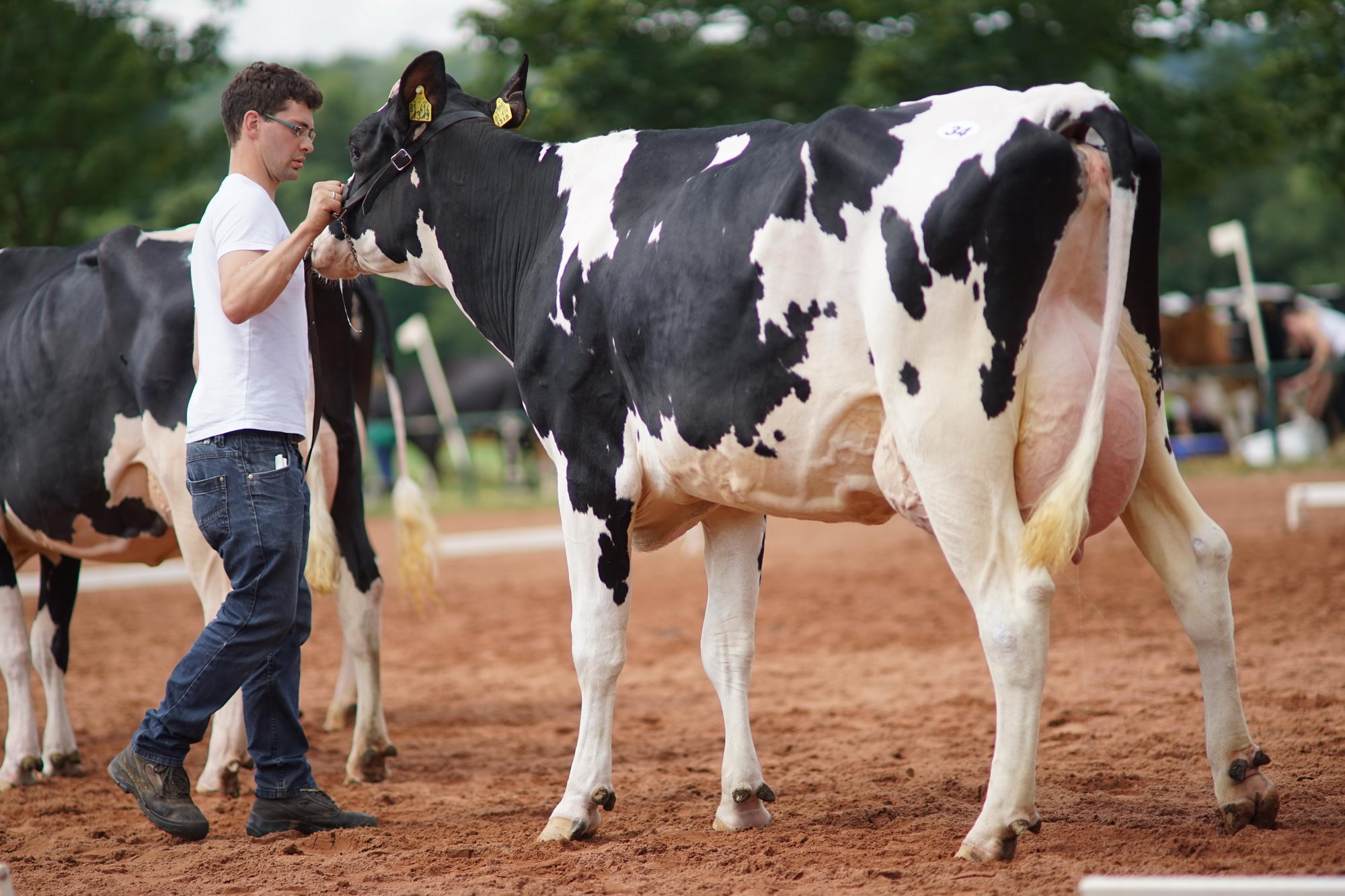 2016 07 17 webenheim kuehe 089