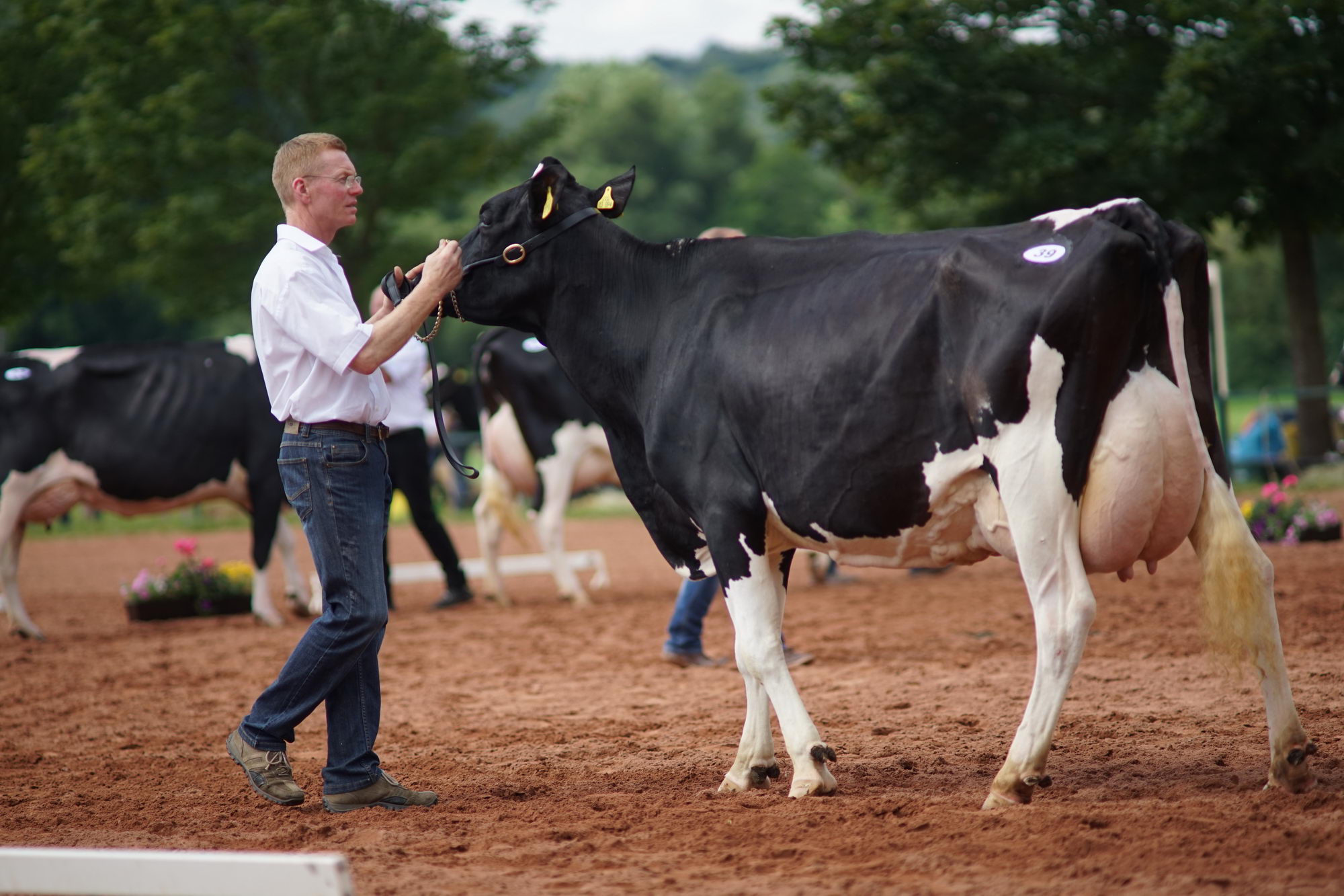 2016 07 17 webenheim kuehe 090