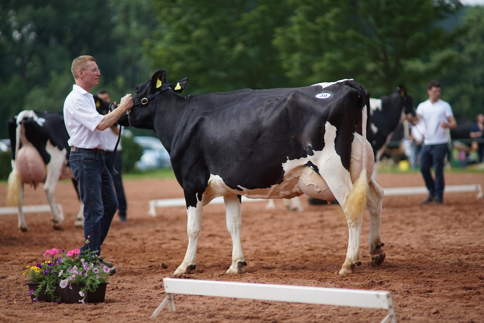 2016 07 17 webenheim kuehe 091