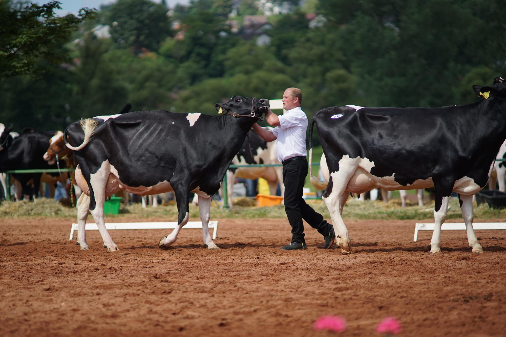 2016 07 17 webenheim kuehe 092
