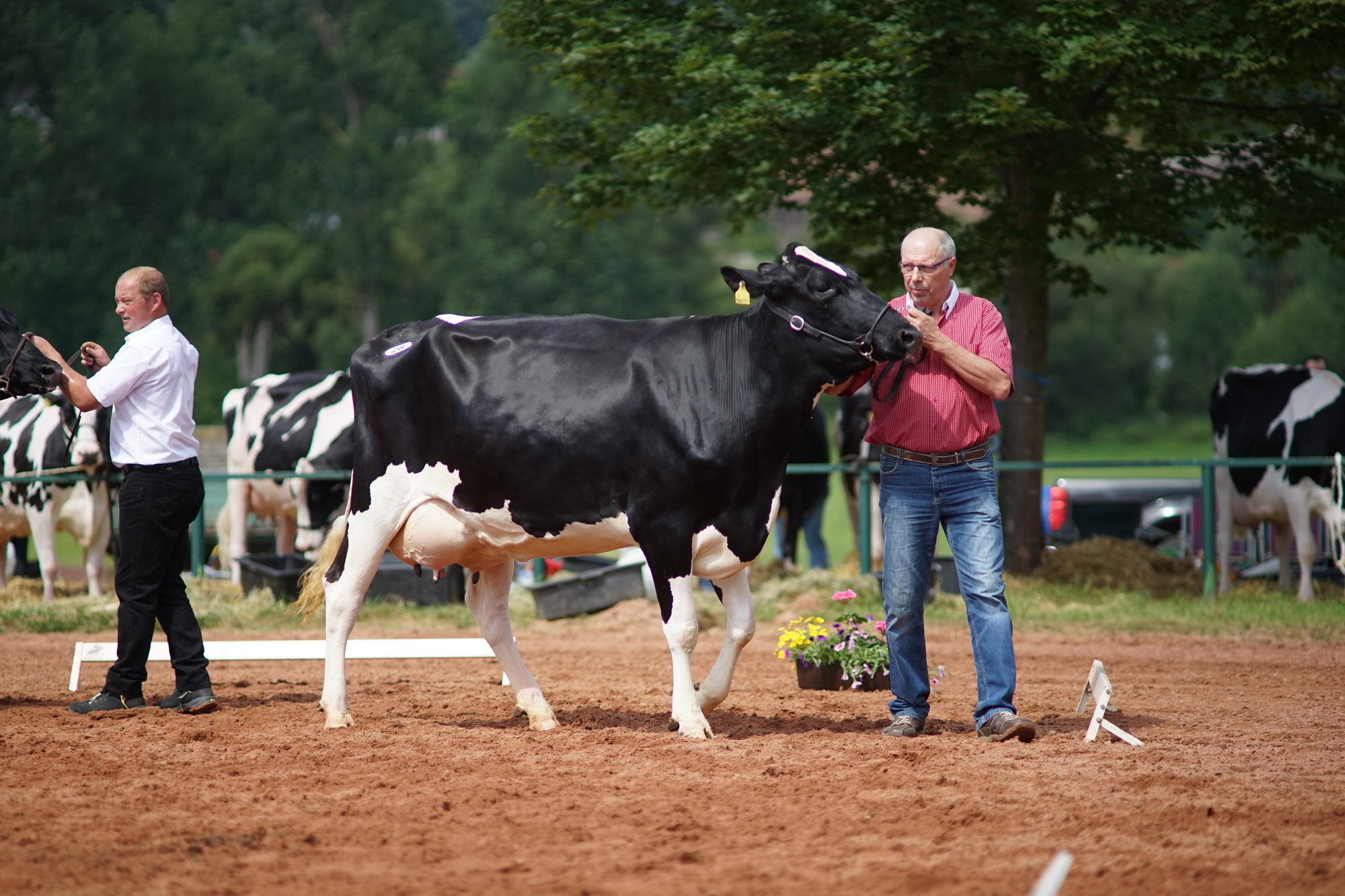 2016 07 17 webenheim kuehe 093