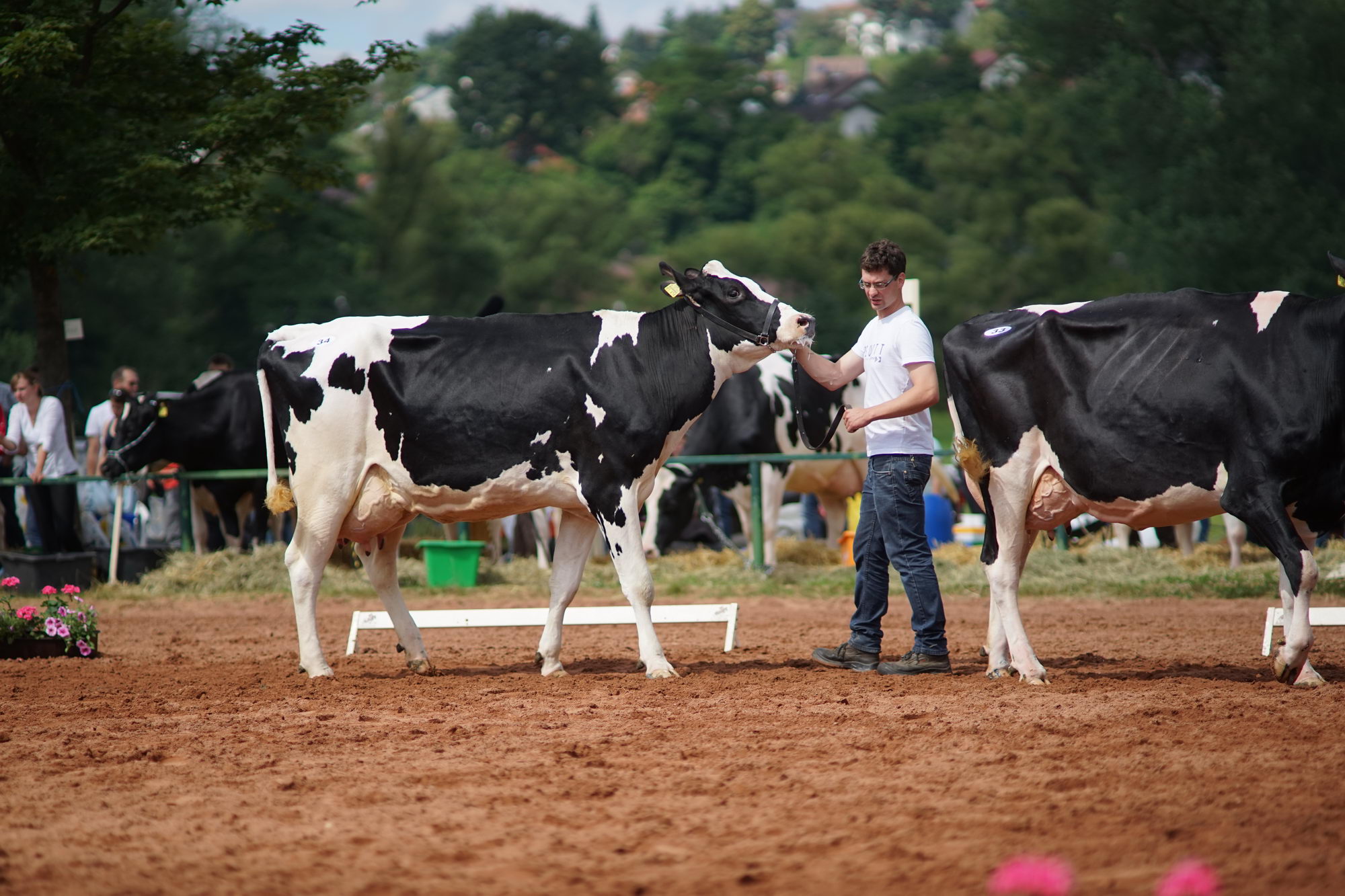2016 07 17 webenheim kuehe 094