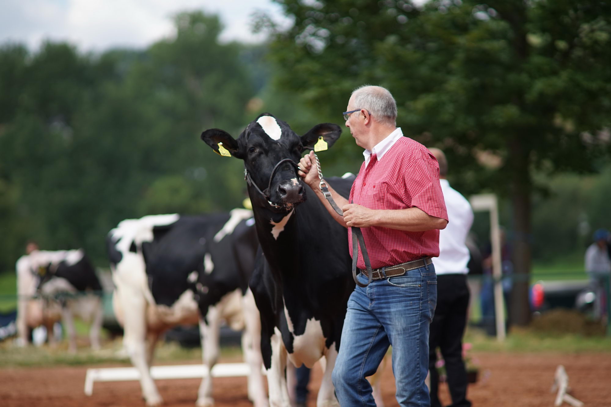 2016 07 17 webenheim kuehe 095