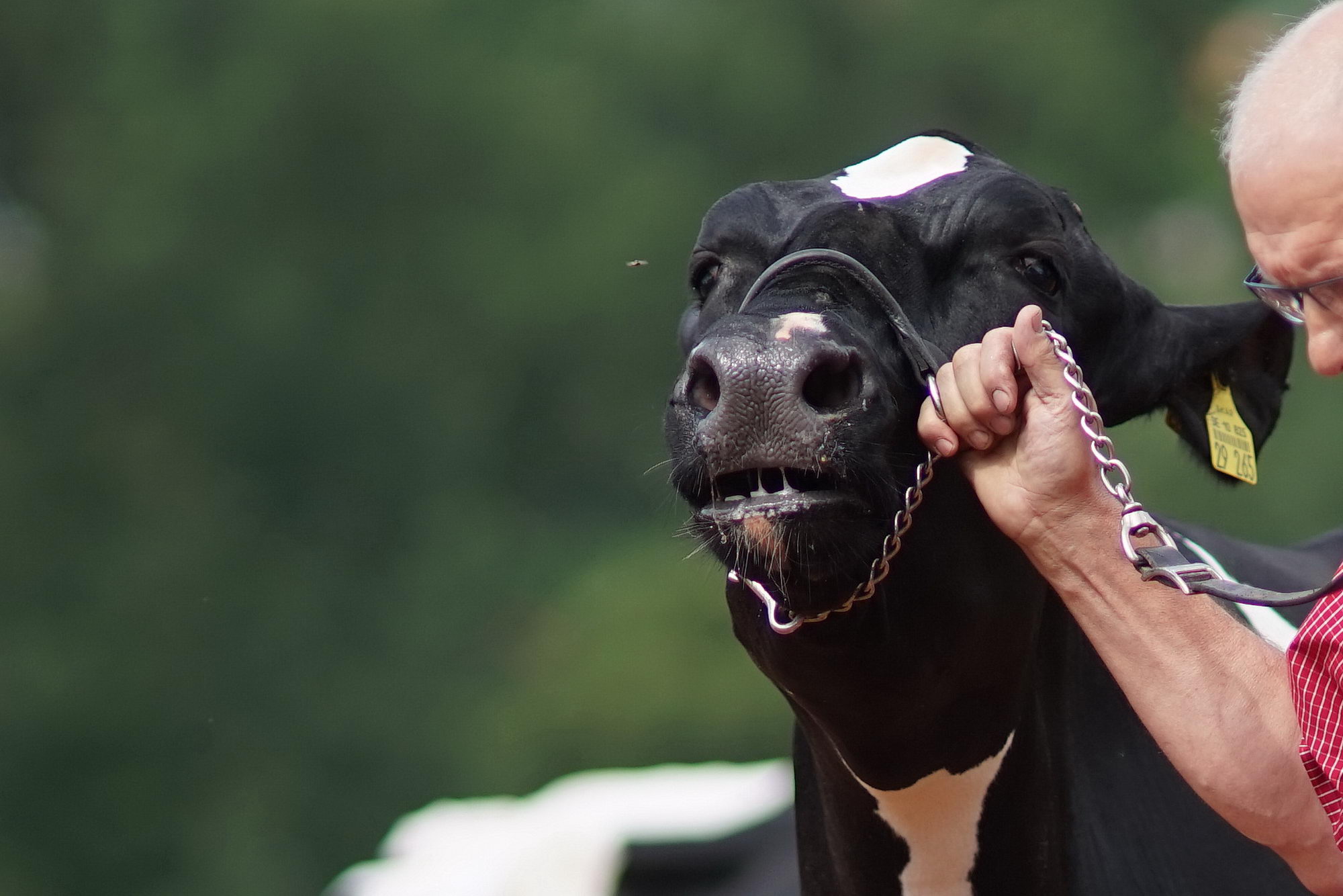 2016 07 17 webenheim kuehe 096