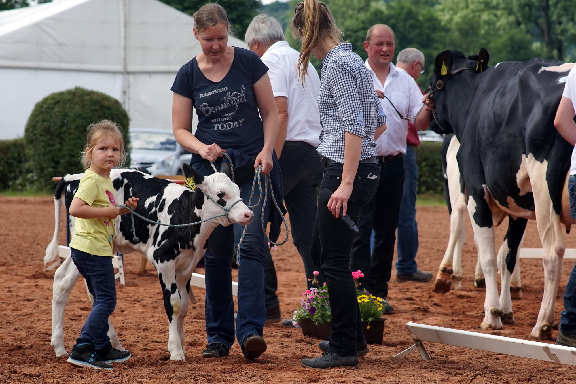 2016 07 17 webenheim kuehe 097