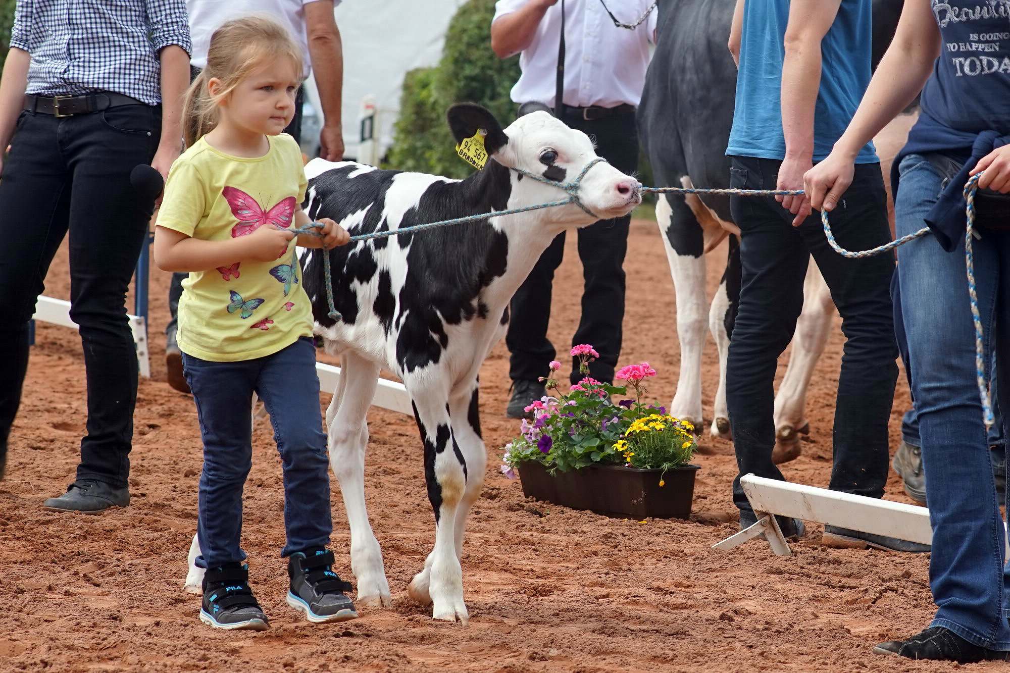 2016 07 17 webenheim kuehe 098