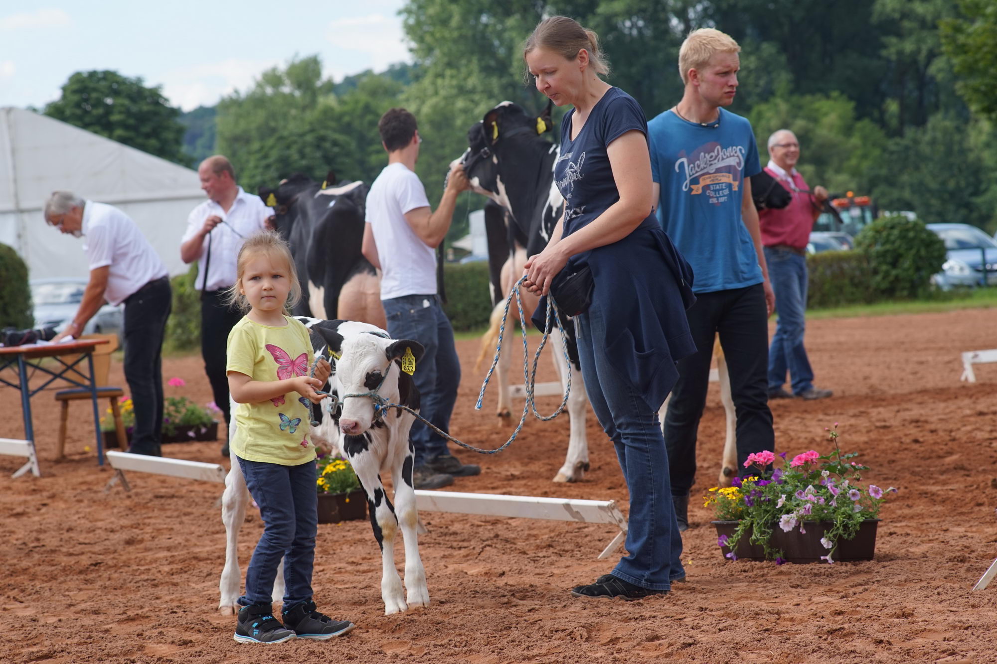 2016 07 17 webenheim kuehe 099