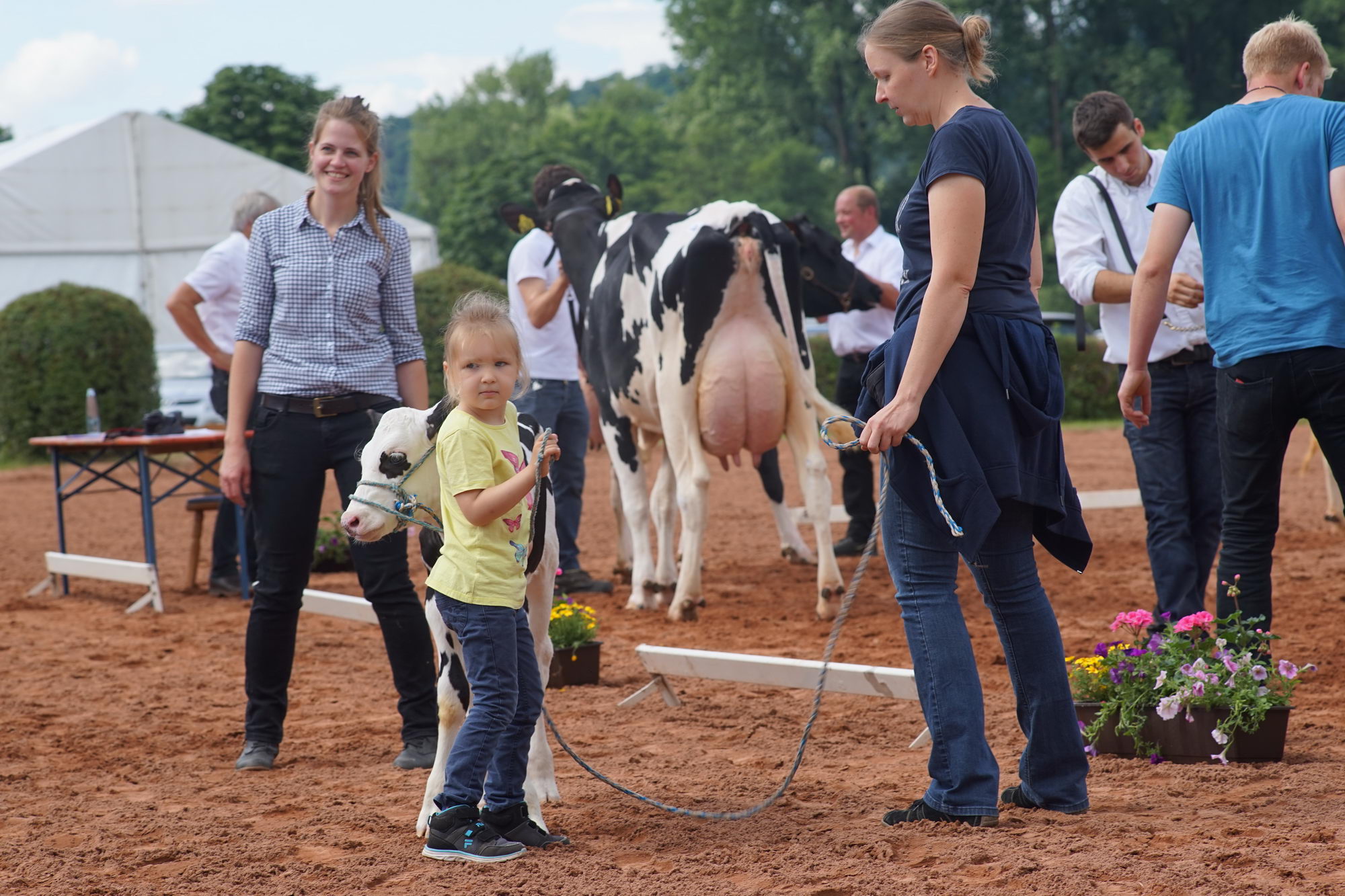 2016 07 17 webenheim kuehe 100