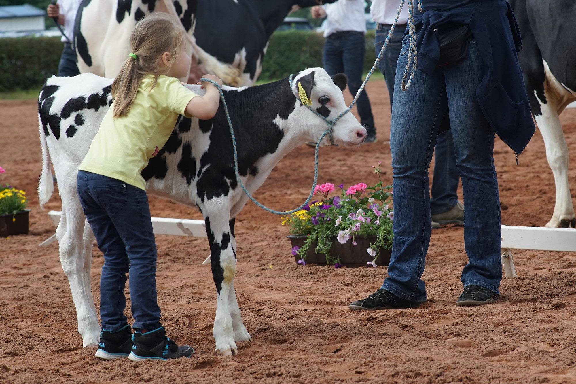 2016 07 17 webenheim kuehe 101
