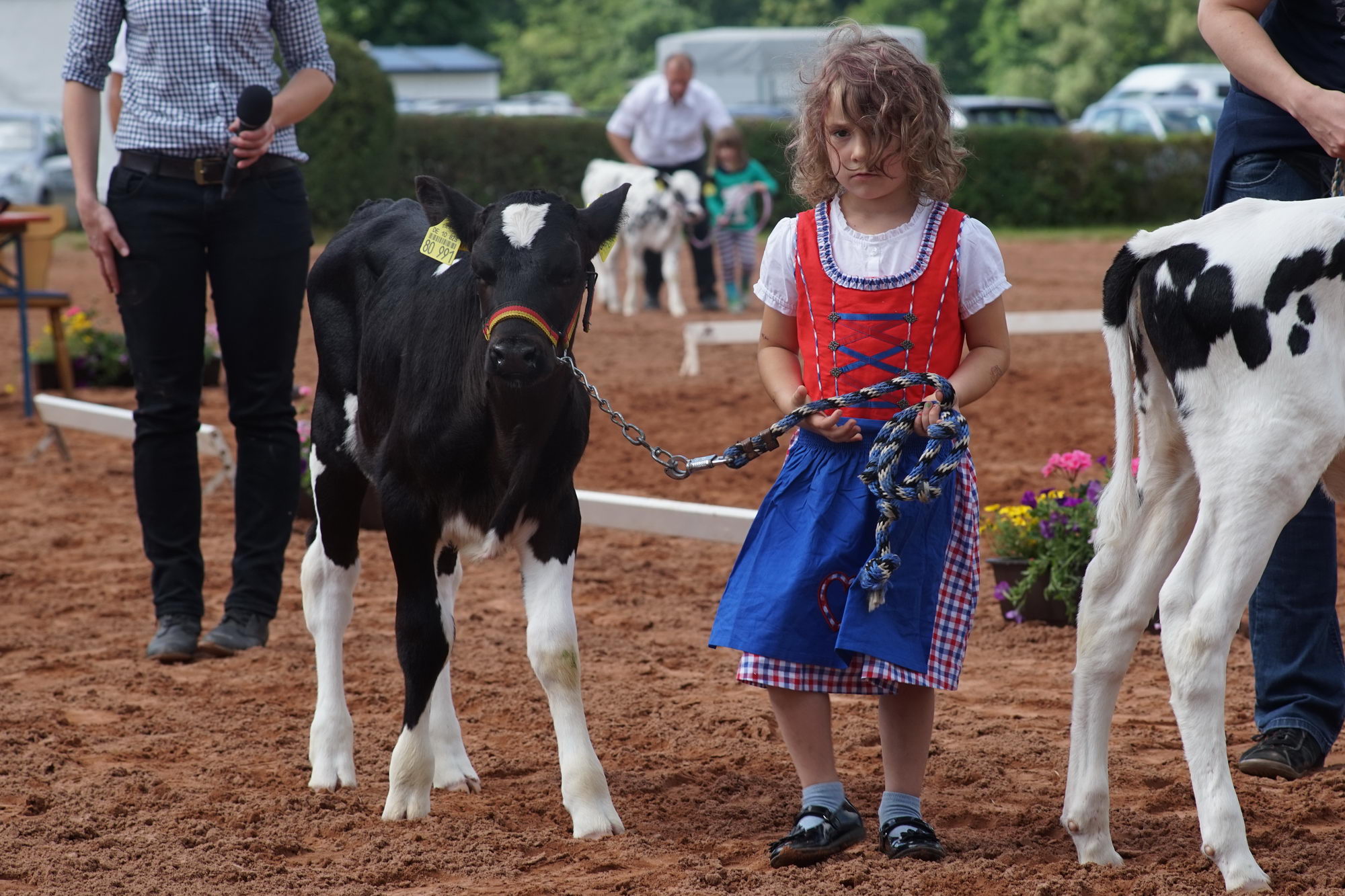 2016 07 17 webenheim kuehe 102