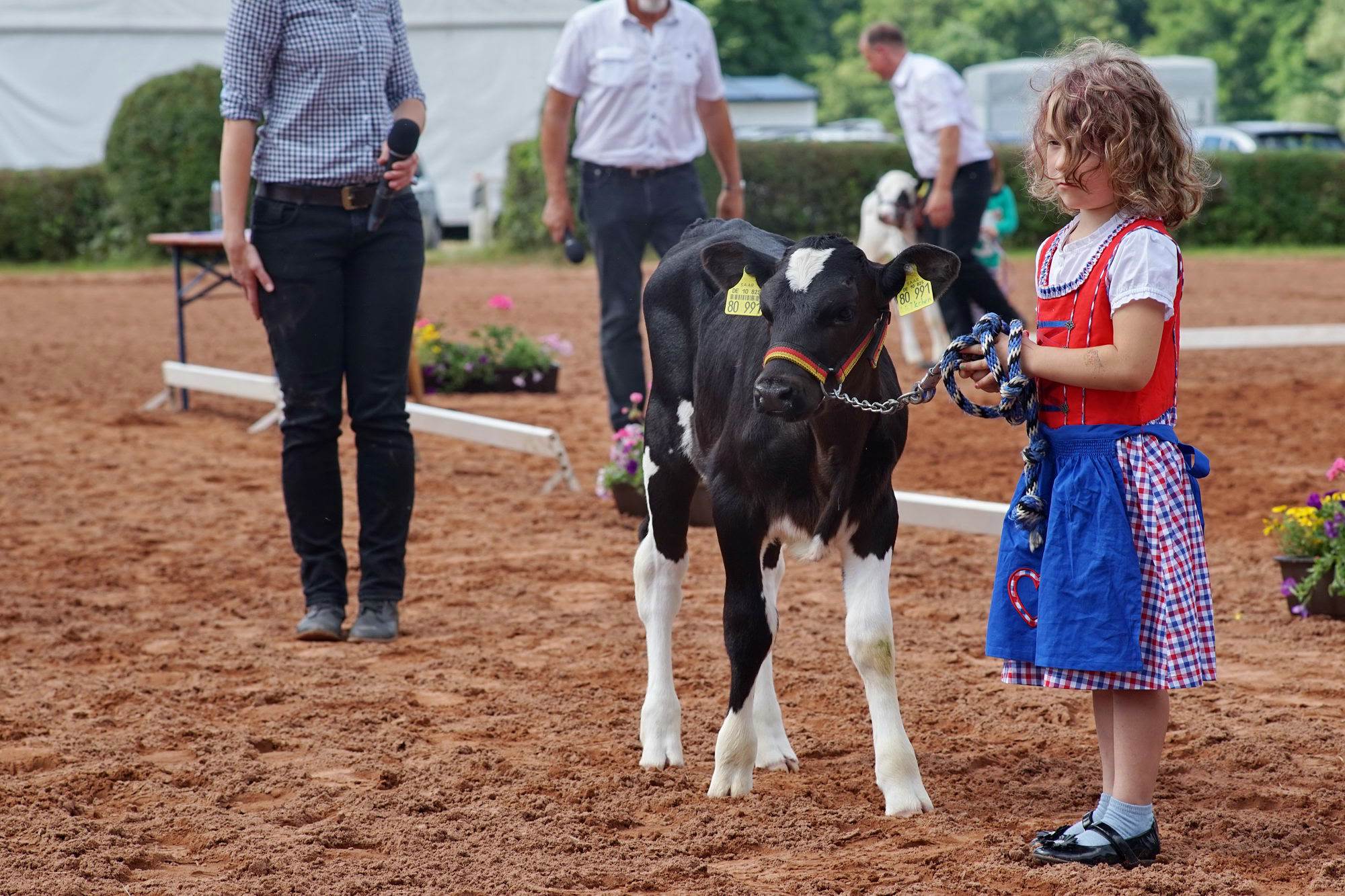 2016 07 17 webenheim kuehe 103
