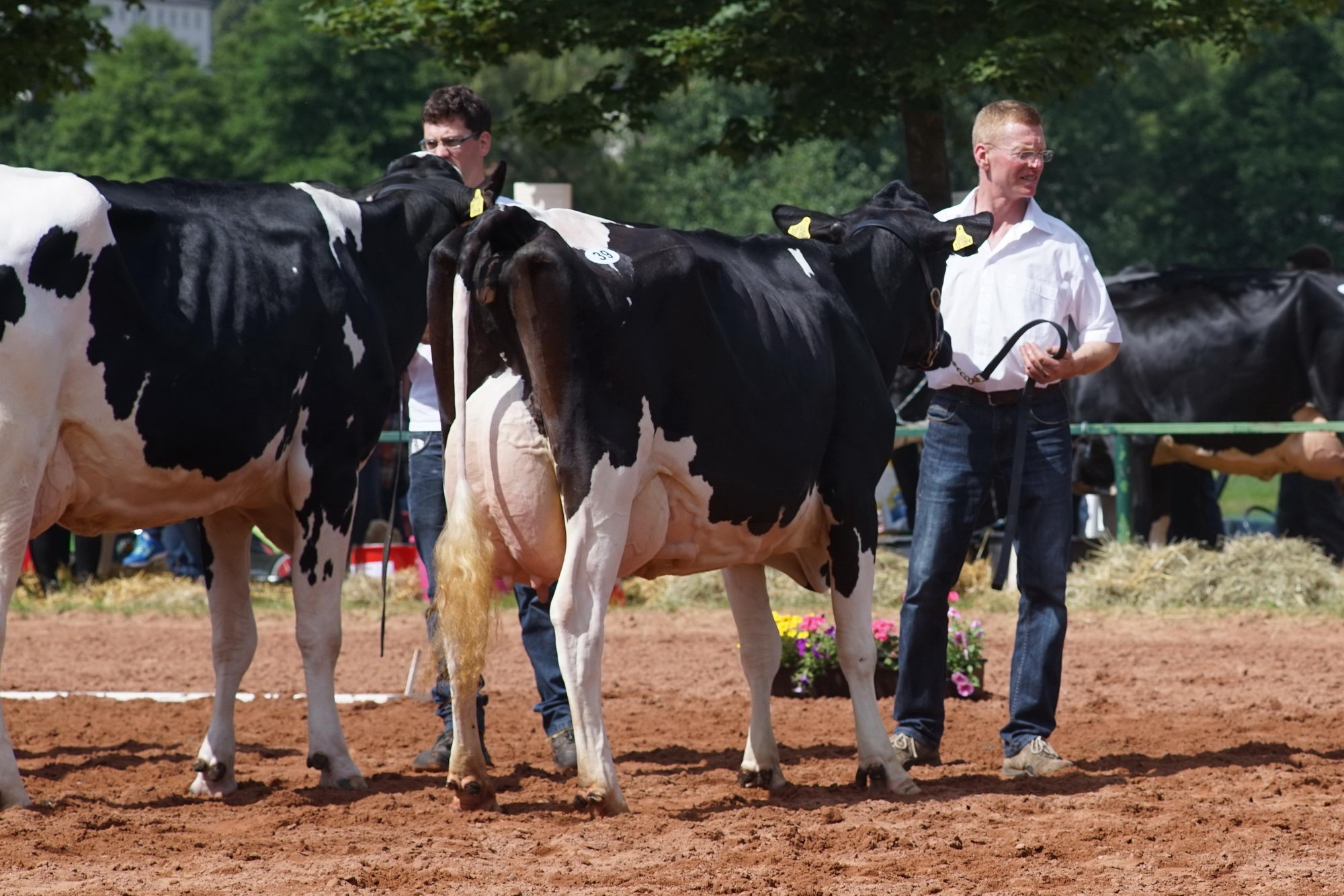 2016 07 17 webenheim kuehe 104