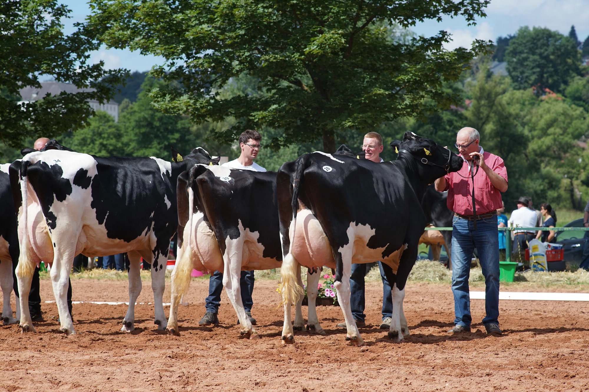 2016 07 17 webenheim kuehe 105