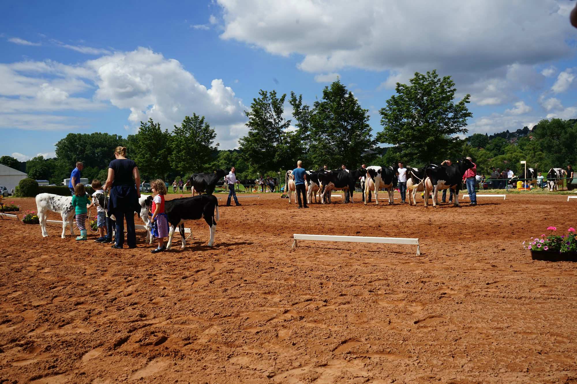 2016 07 17 webenheim kuehe 106