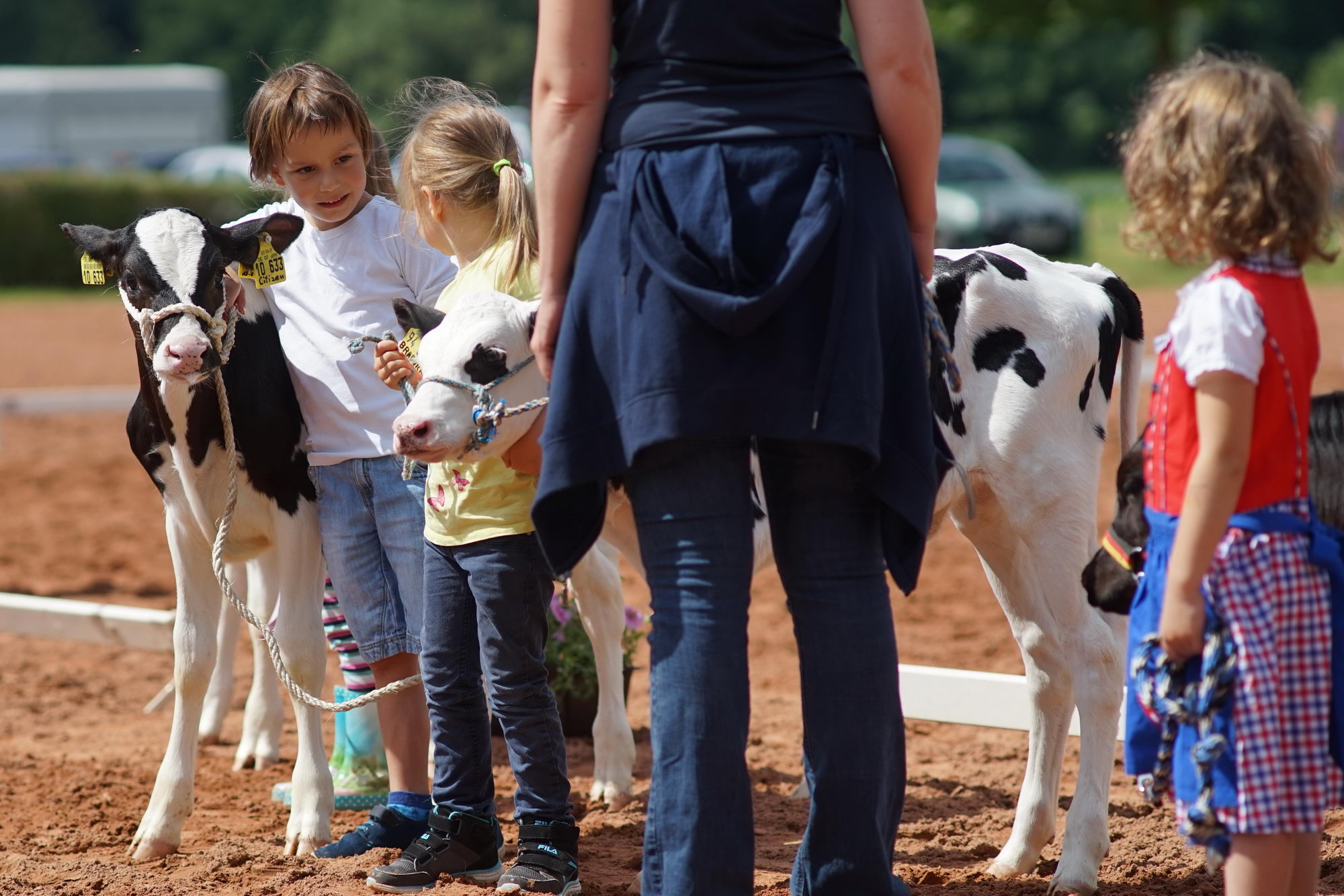 2016 07 17 webenheim kuehe 107