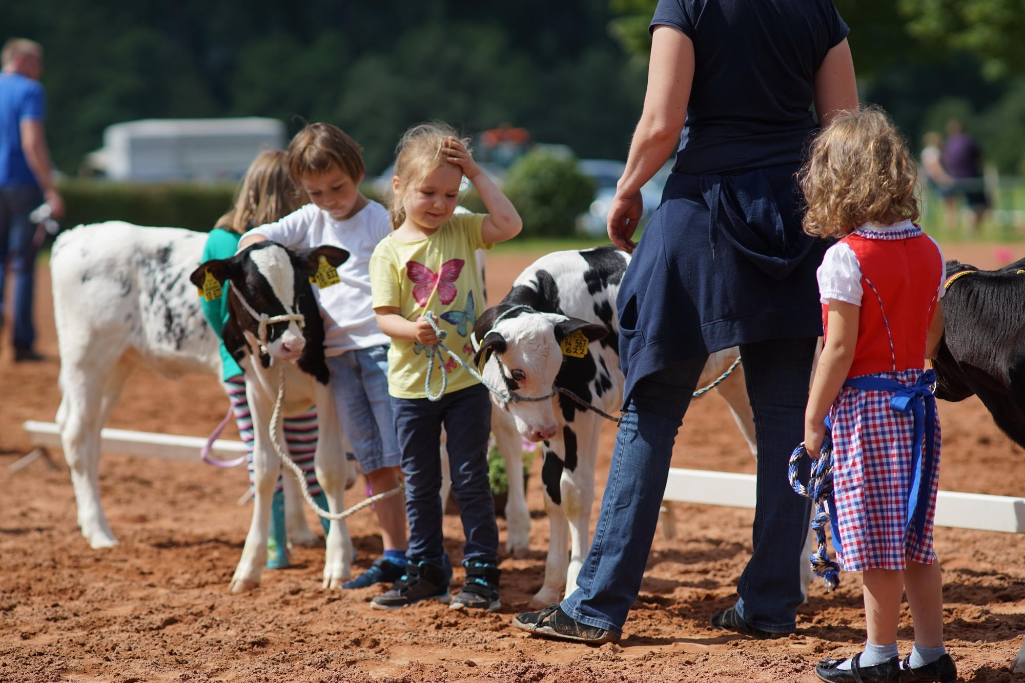 2016 07 17 webenheim kuehe 108