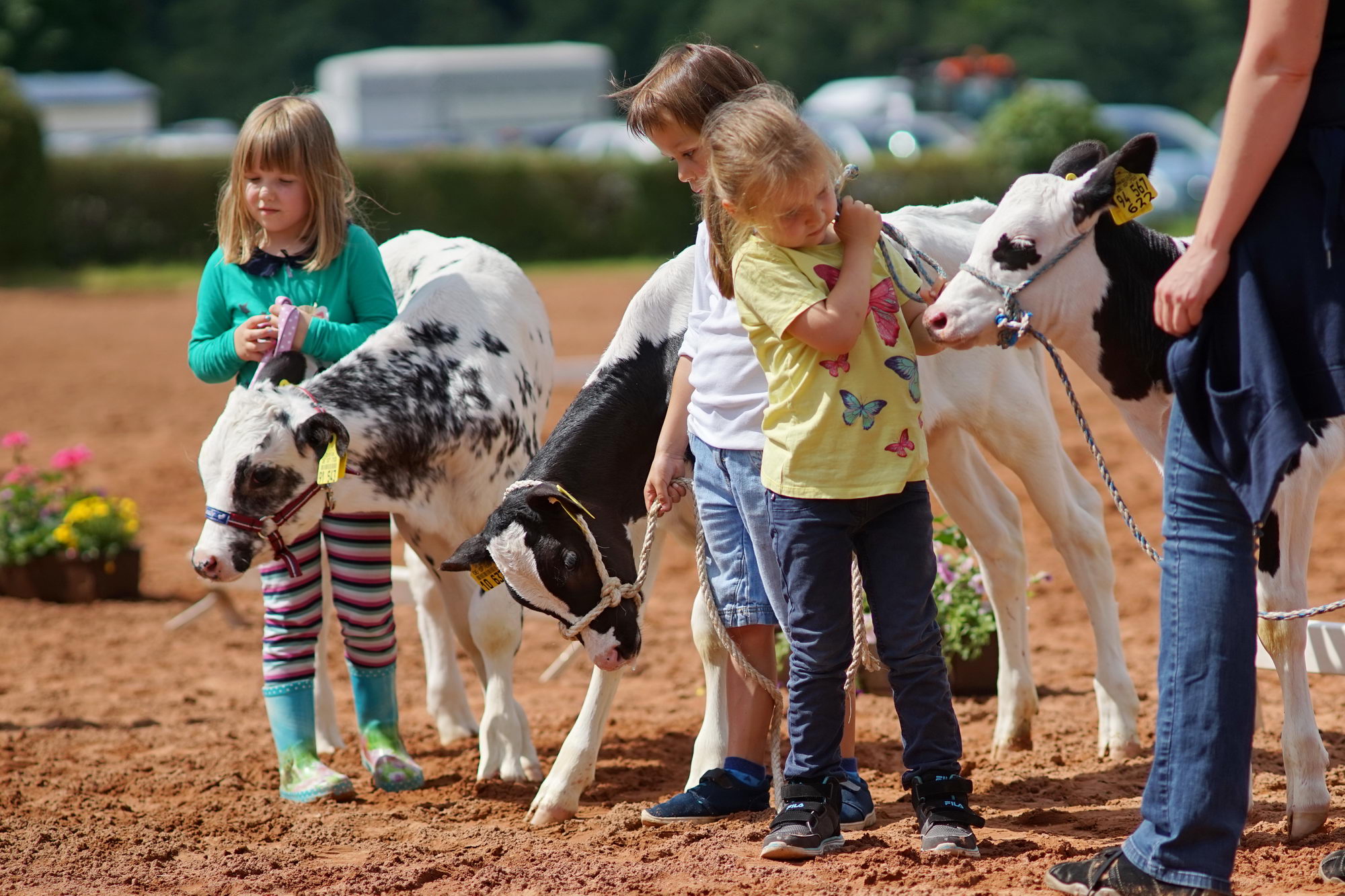2016 07 17 webenheim kuehe 109