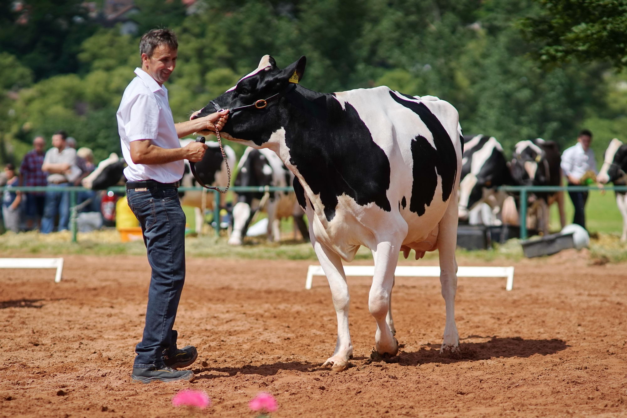 2016 07 17 webenheim kuehe 110