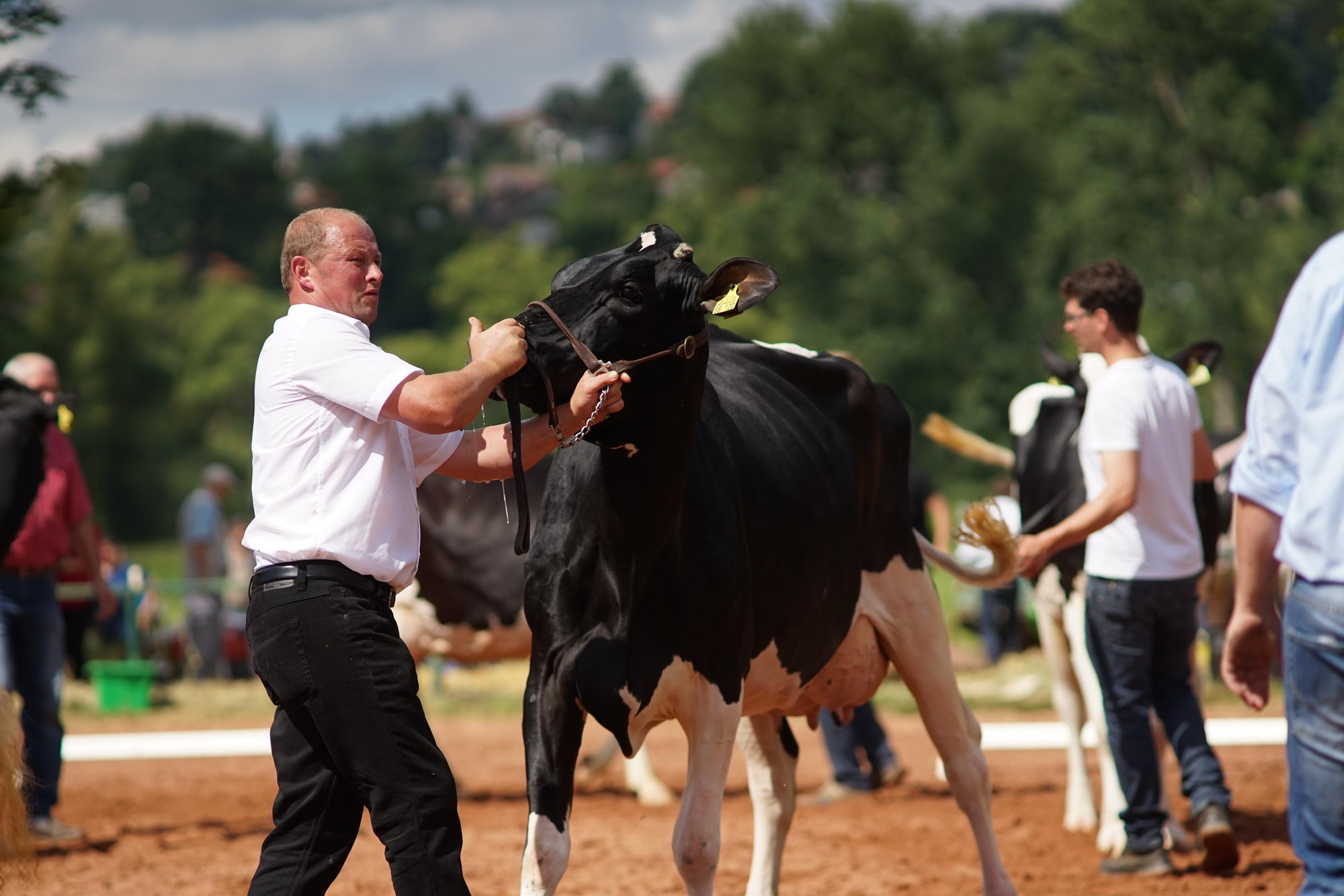 2016 07 17 webenheim kuehe 111