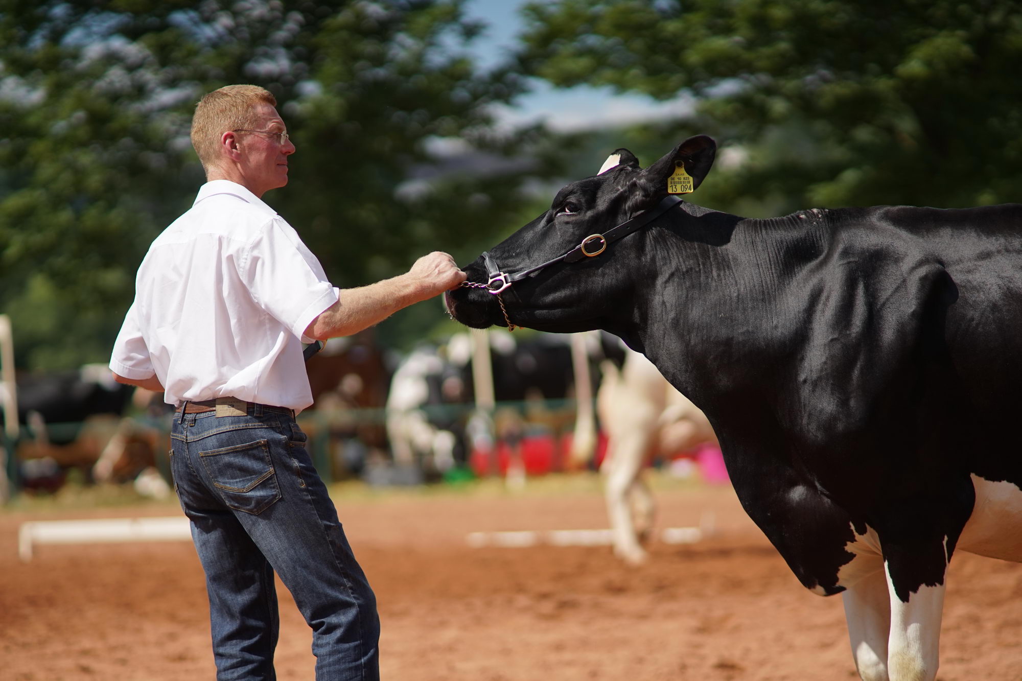 2016 07 17 webenheim kuehe 112