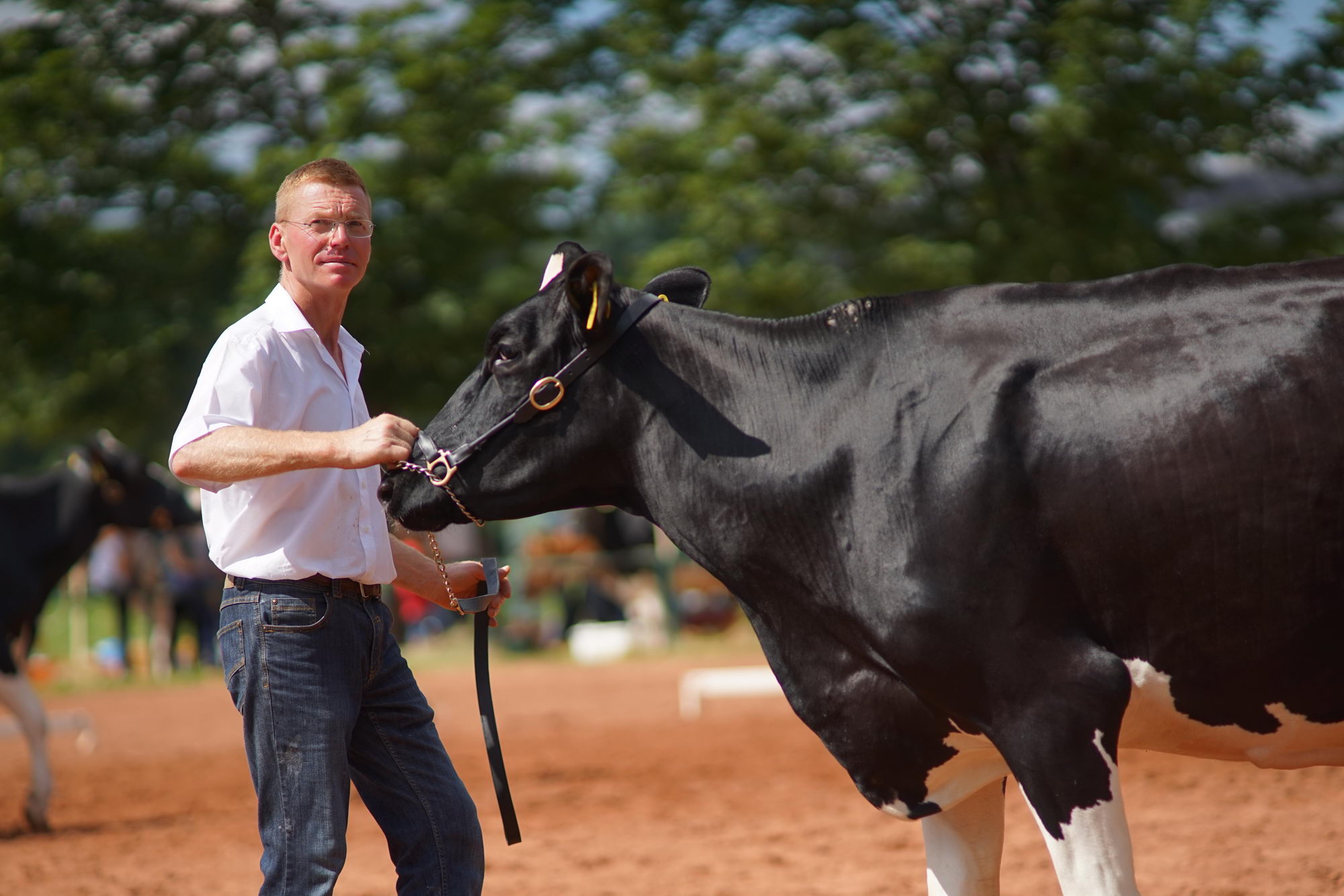 2016 07 17 webenheim kuehe 113