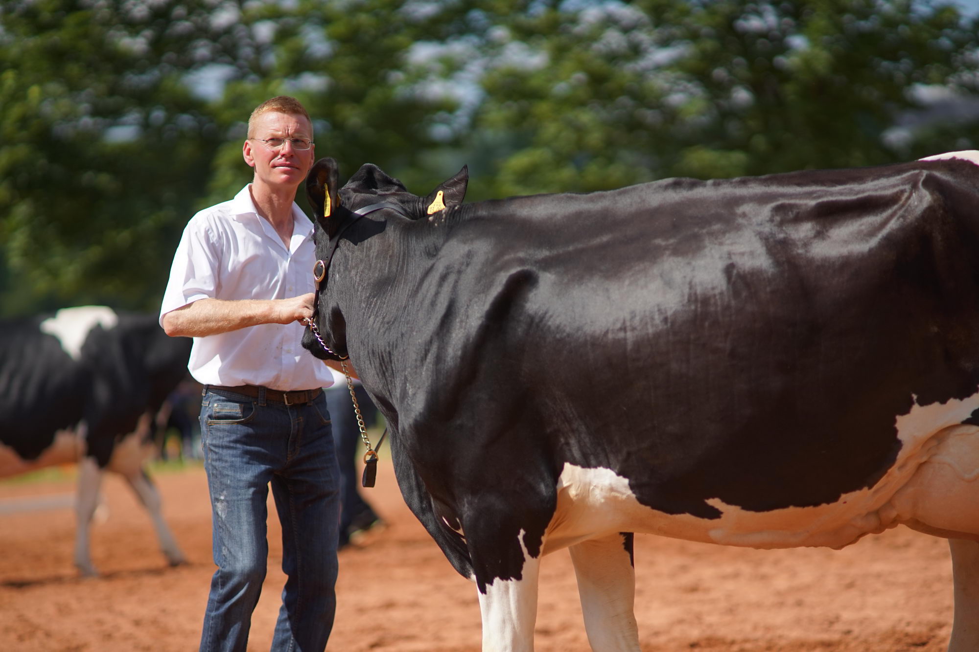 2016 07 17 webenheim kuehe 114