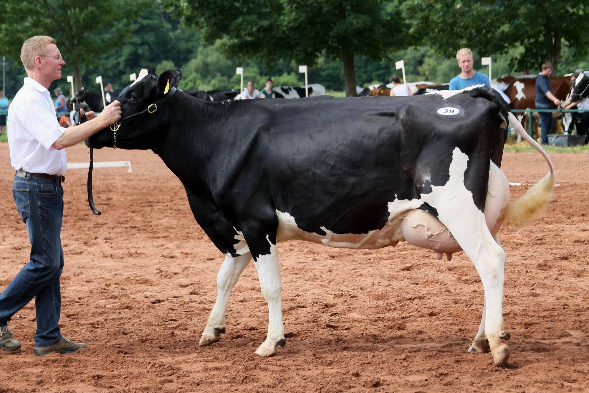 2016 07 17 webenheim kuehe 115