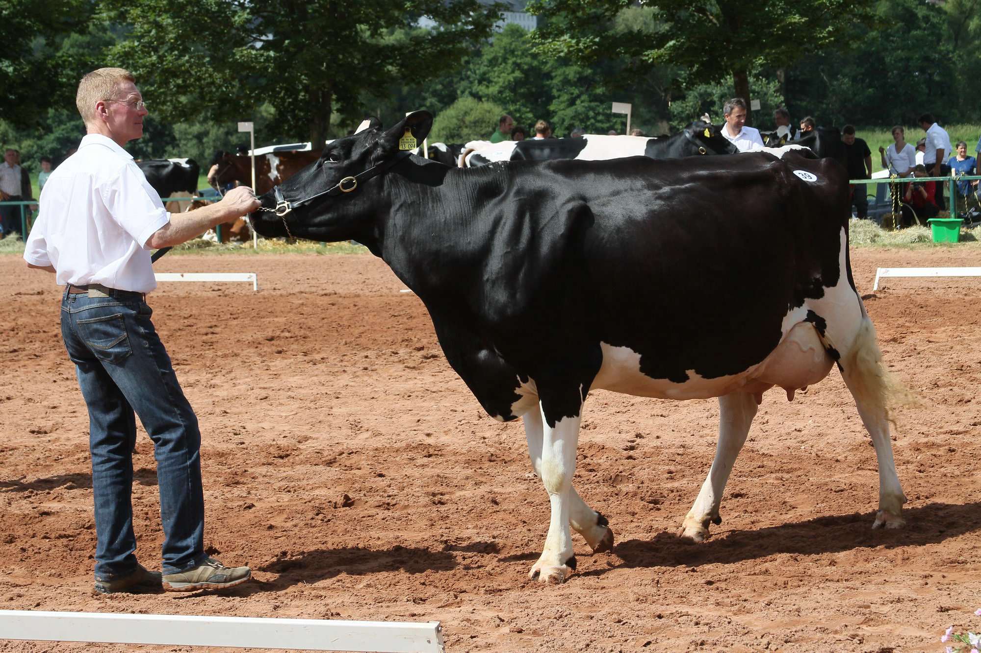 2016 07 17 webenheim kuehe 116