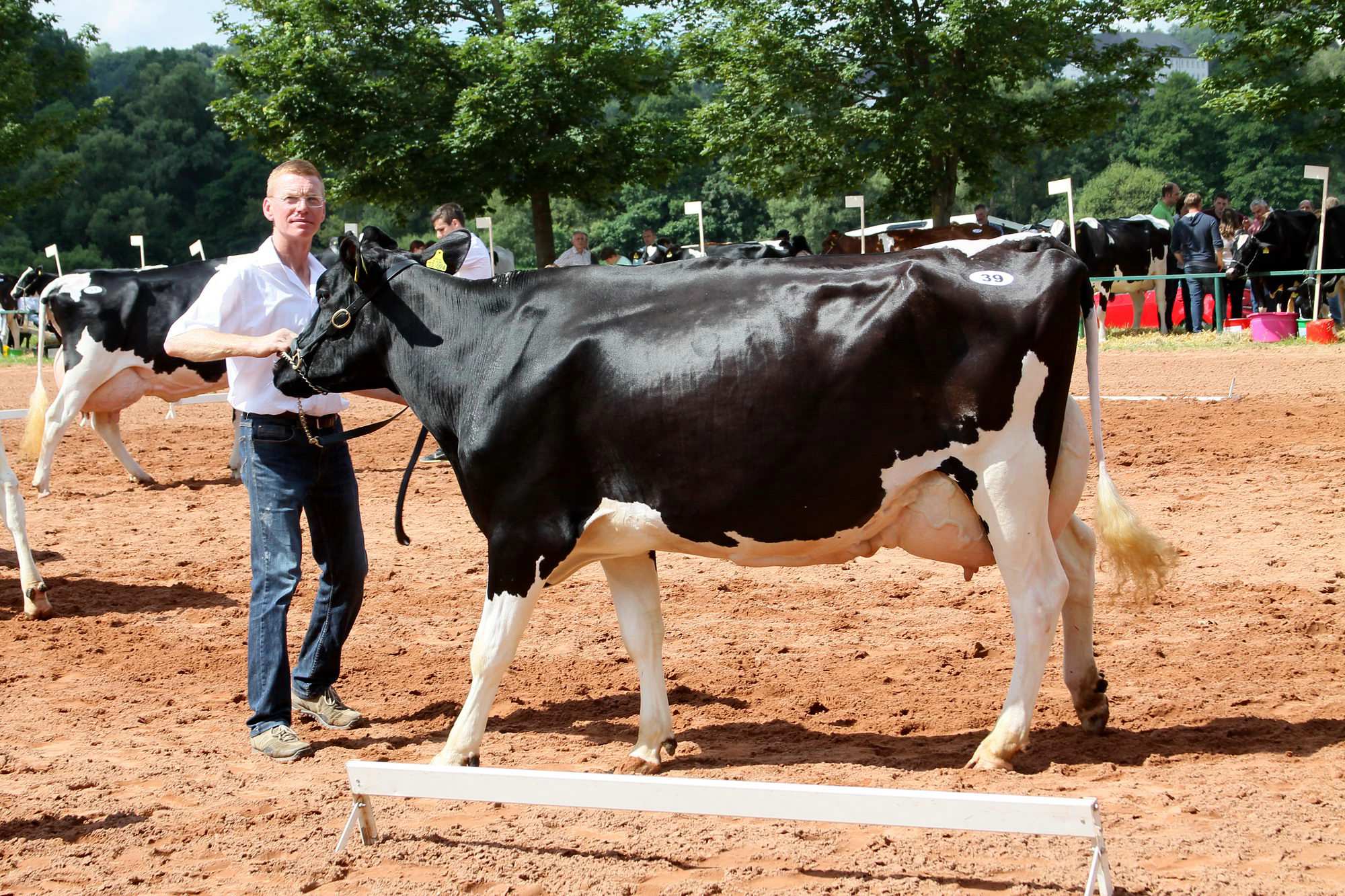 2016 07 17 webenheim kuehe 117