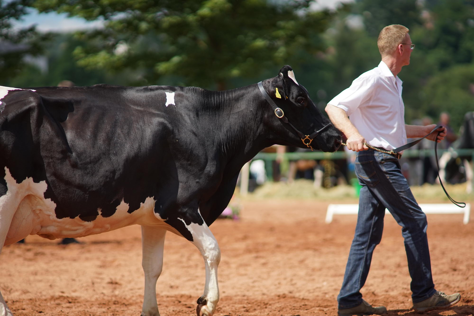 2016 07 17 webenheim kuehe 118