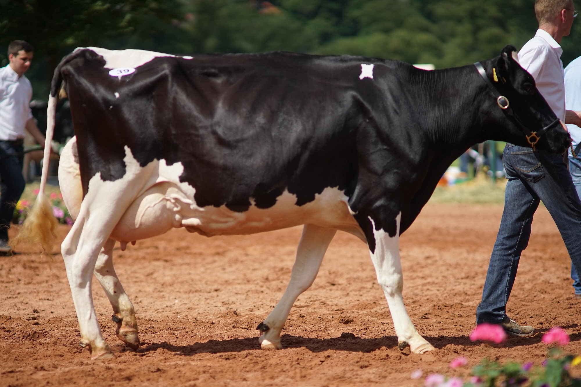 2016 07 17 webenheim kuehe 119