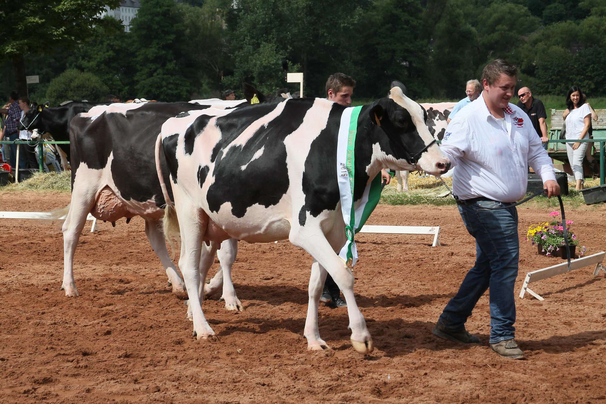 2016 07 17 webenheim kuehe 120