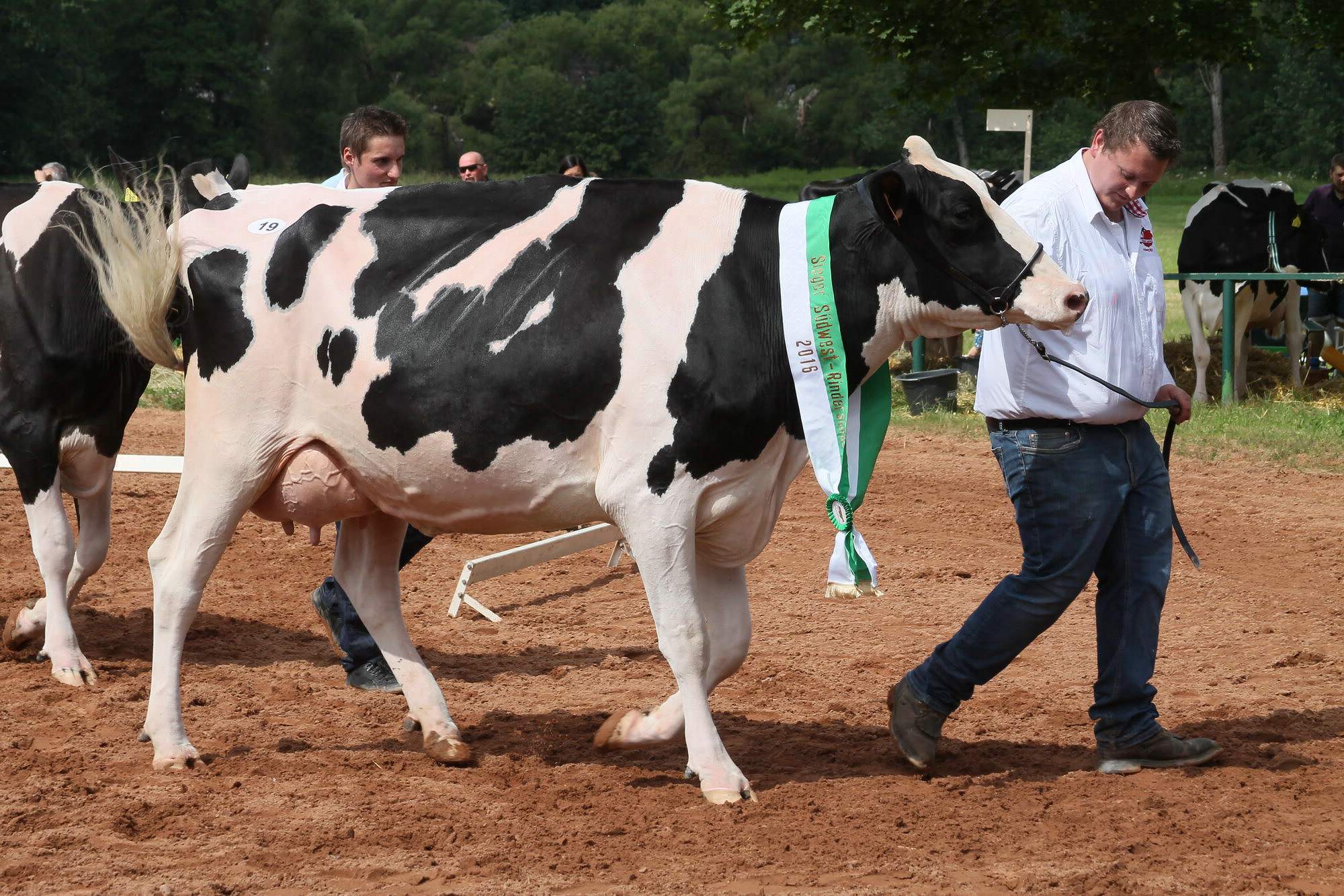 2016 07 17 webenheim kuehe 121