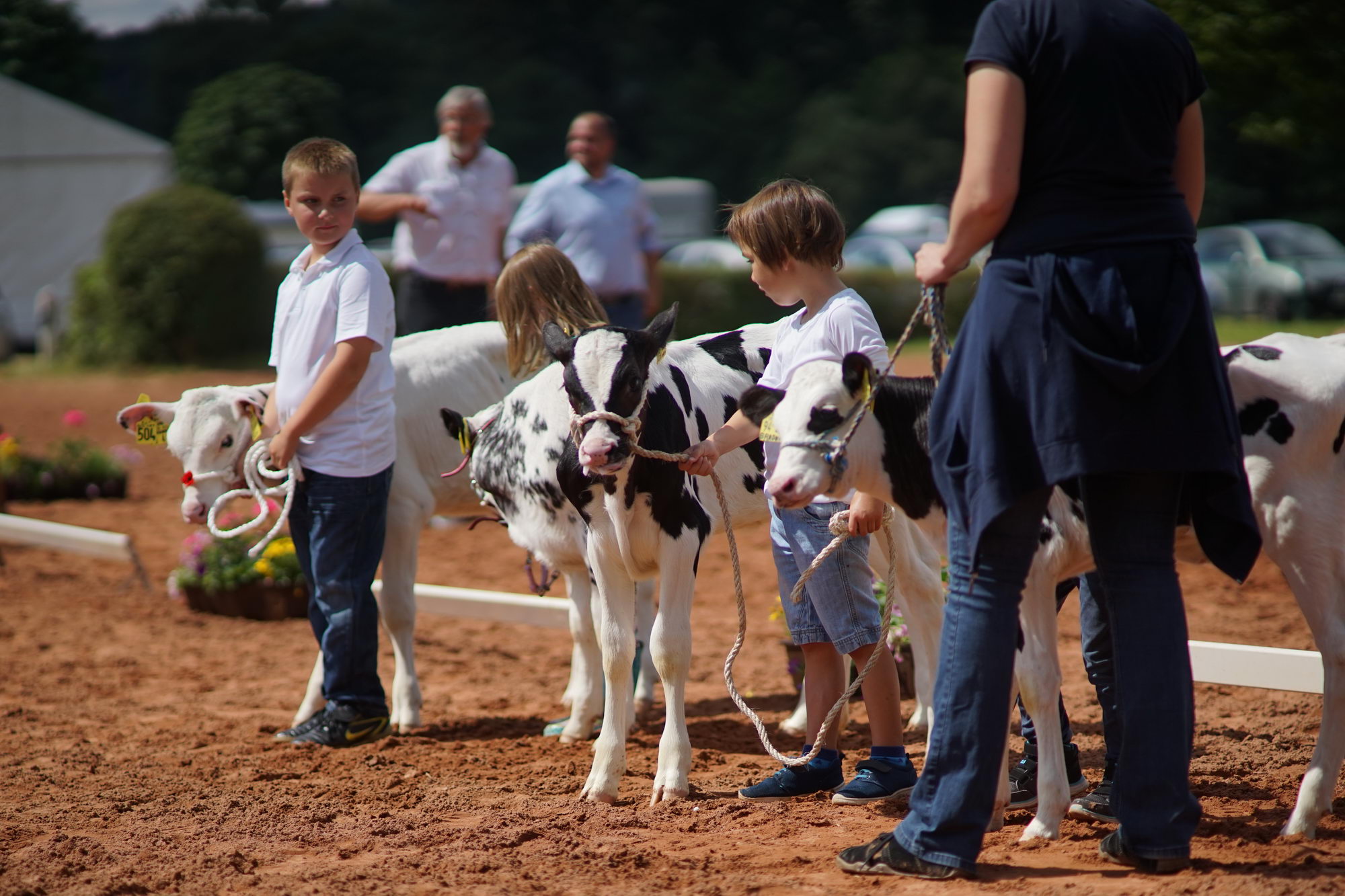2016 07 17 webenheim kuehe 122