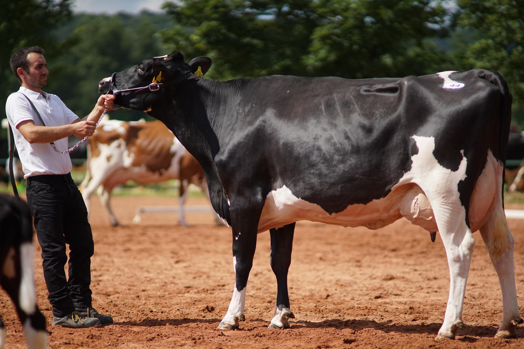 2016 07 17 webenheim kuehe 124