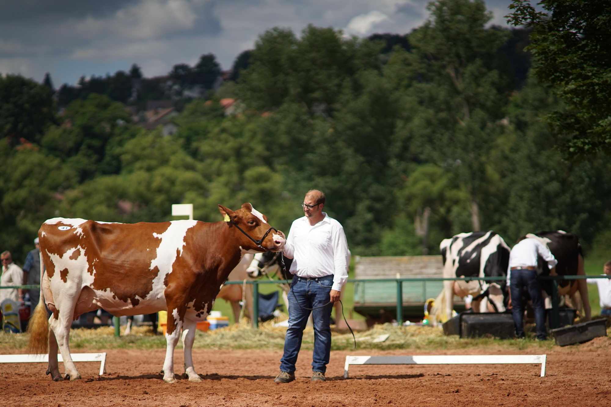 2016 07 17 webenheim kuehe 125