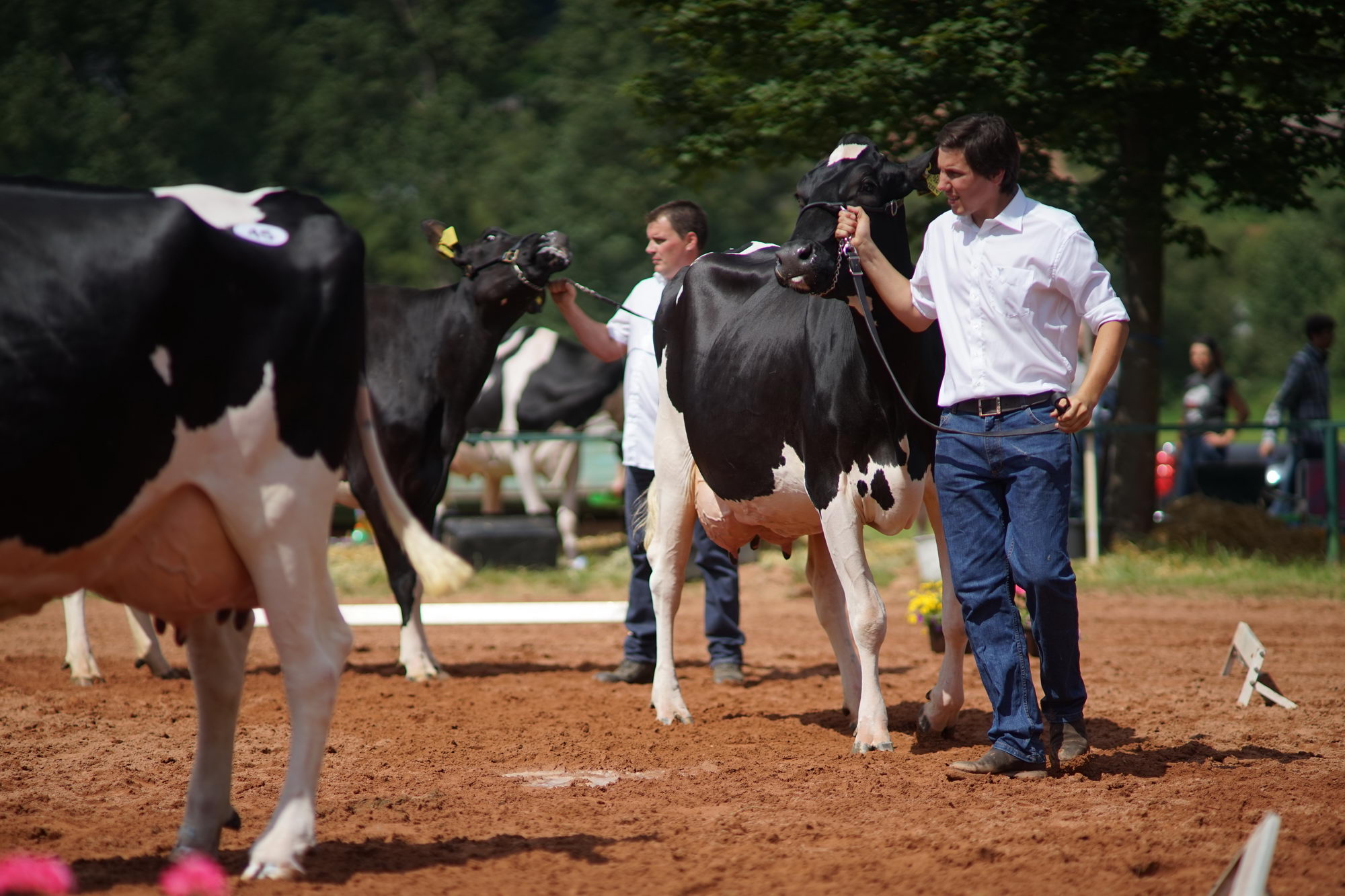 2016 07 17 webenheim kuehe 126