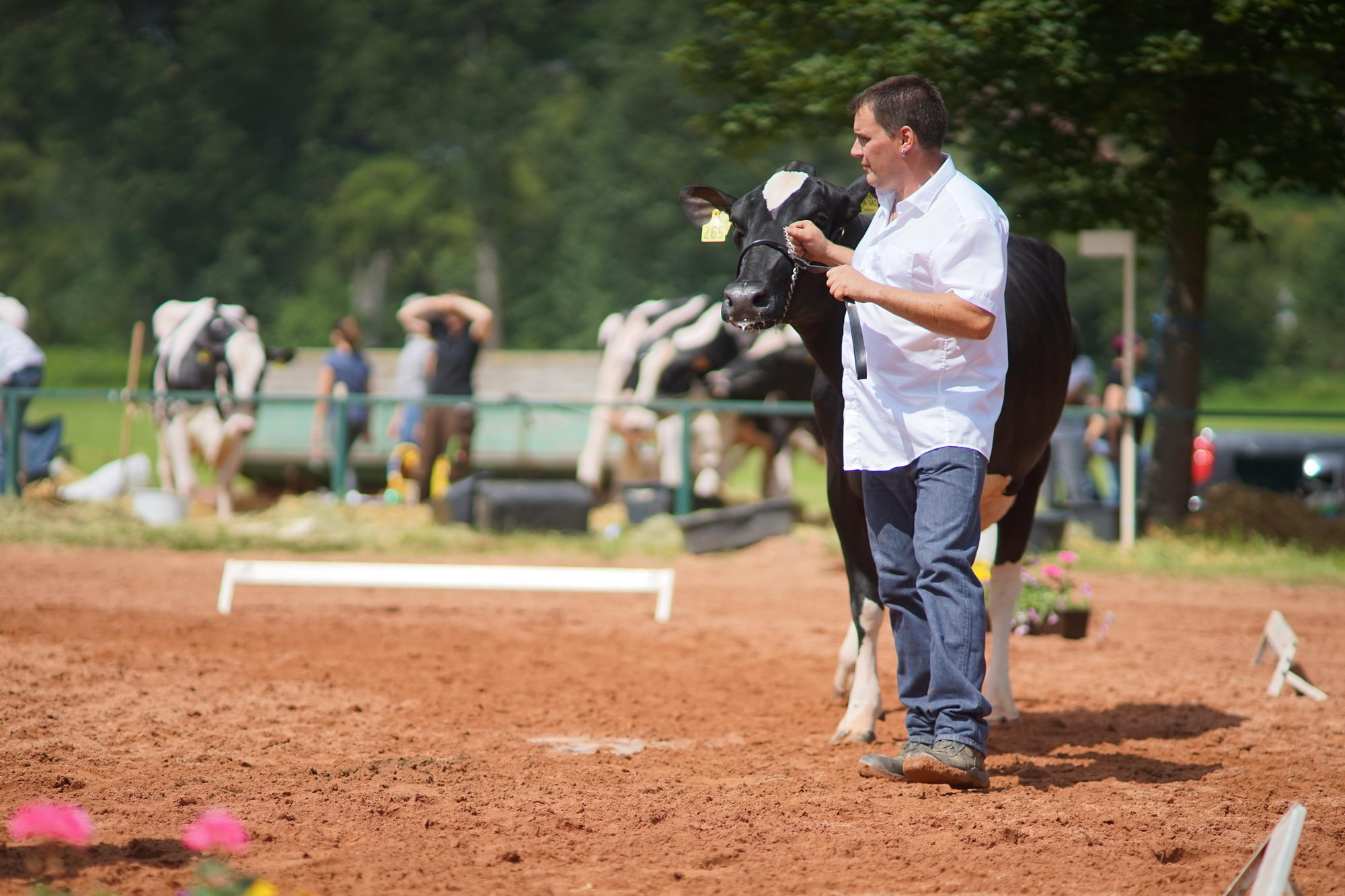 2016 07 17 webenheim kuehe 127